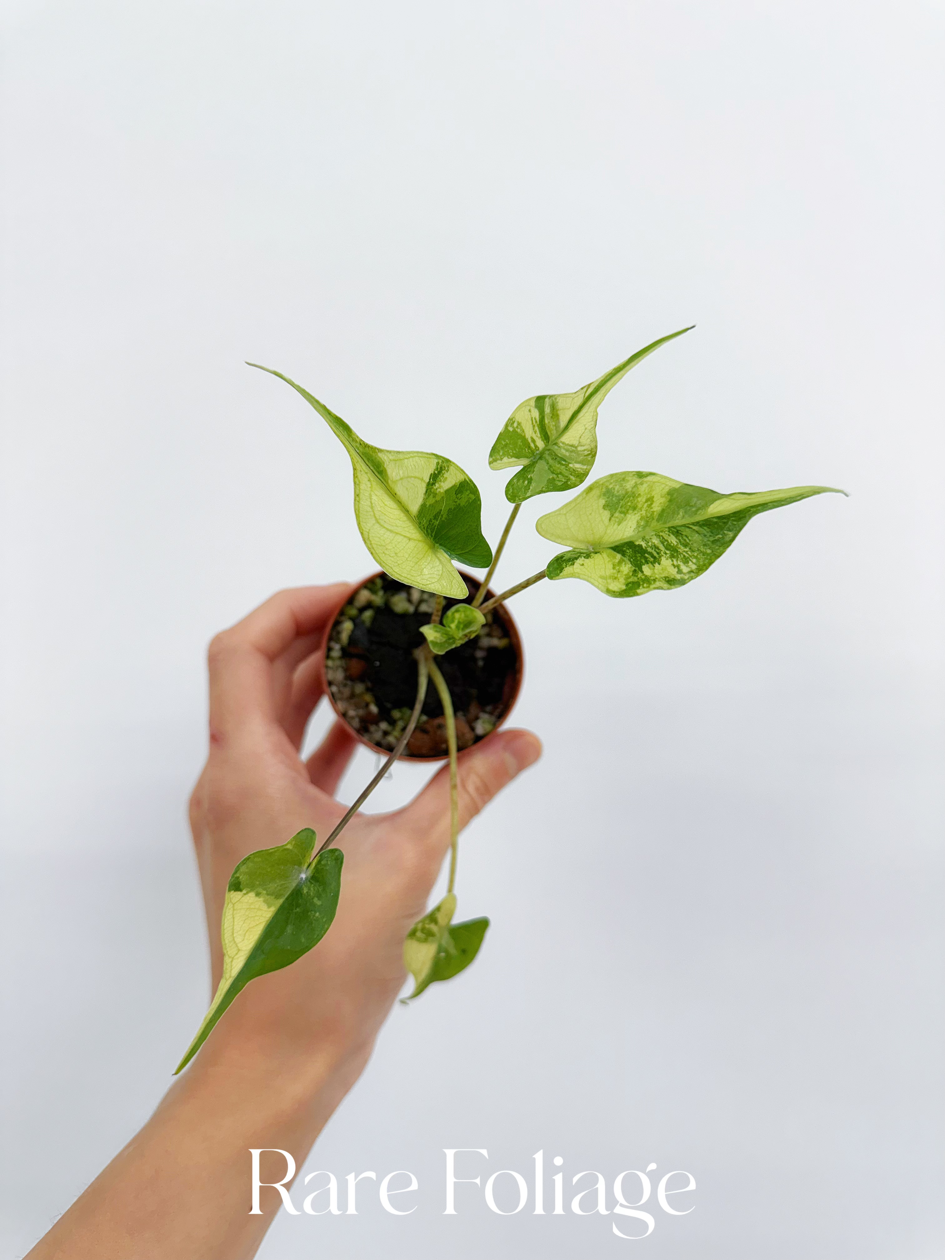 stingray philodendron Alocasia Stingray Variegated 2” – Rare Foliage Plant Co