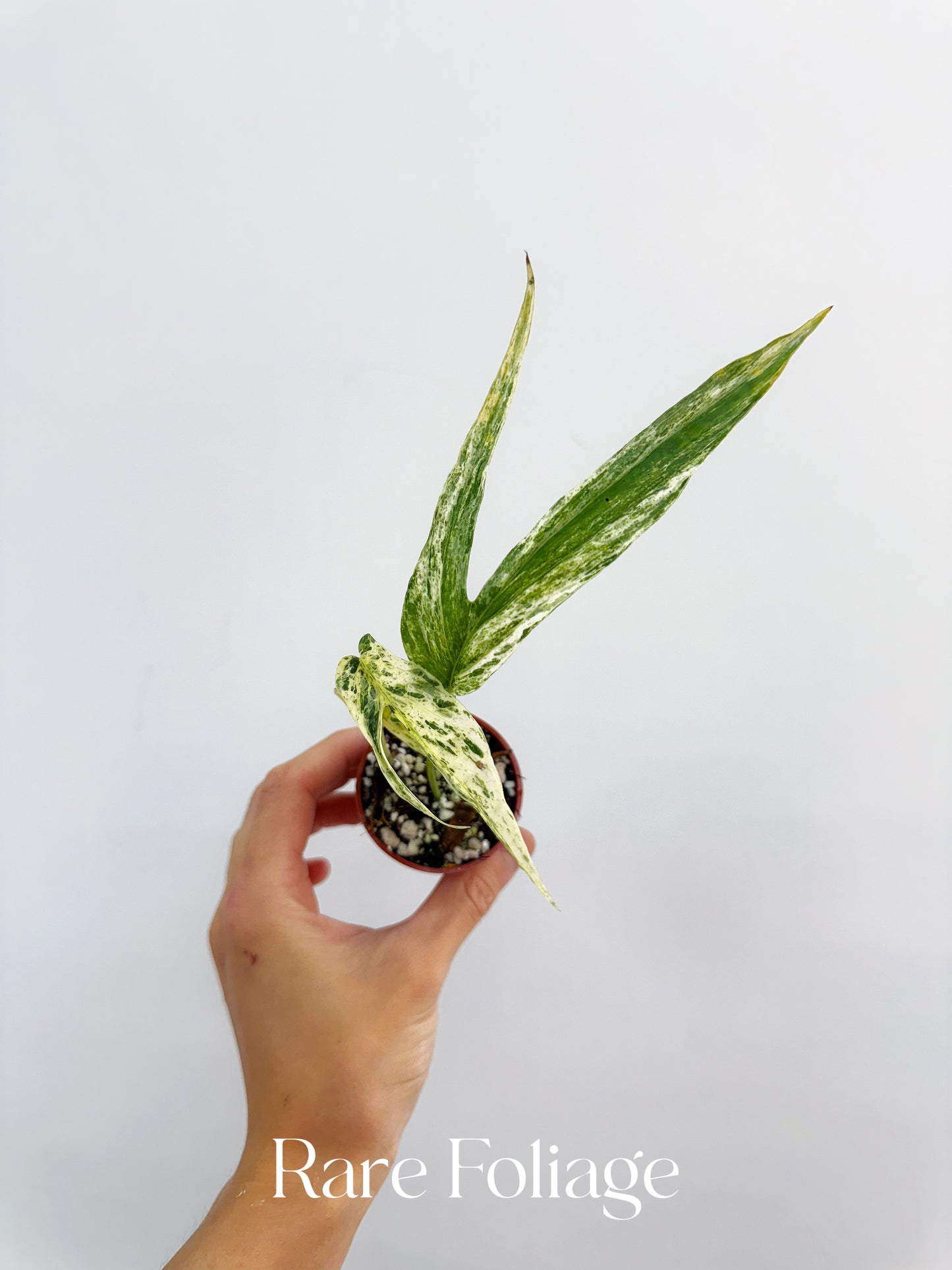 Amydrium Zippelianum Variegated 2”