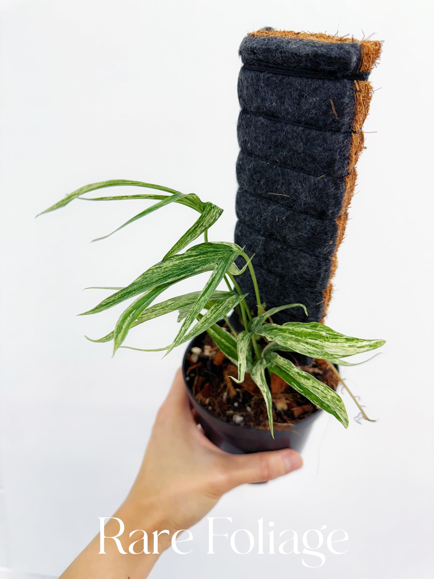 Amydrium Zippelianum Variegated 4"