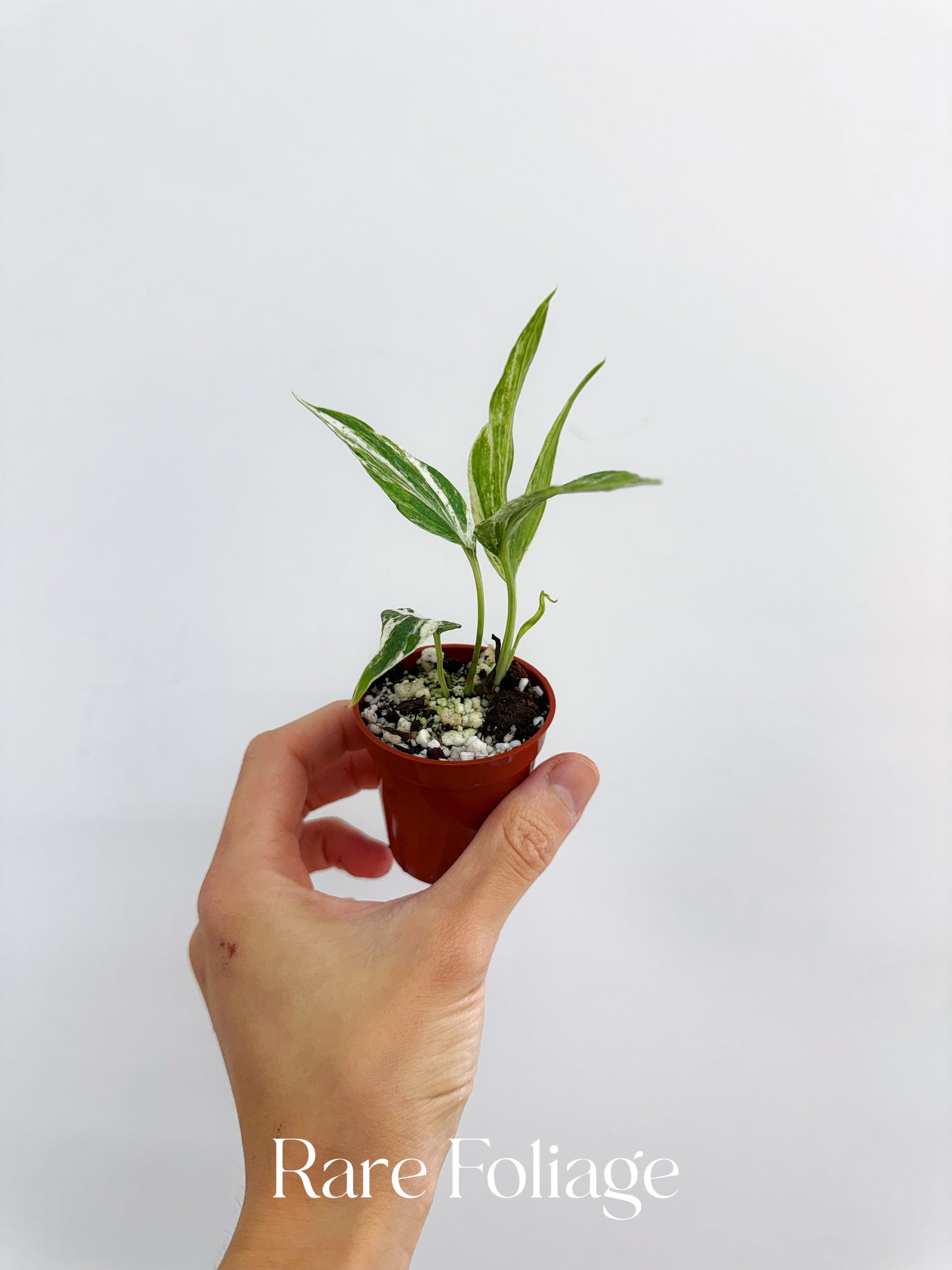 Amydrium Zippelianum Variegated 2”