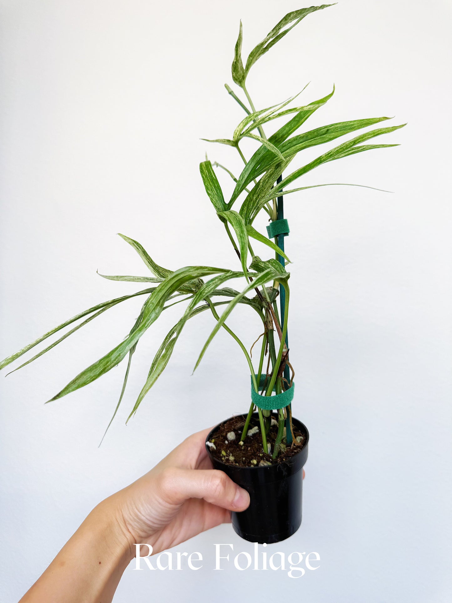 Amydrium Zippelianum Variegated 3”