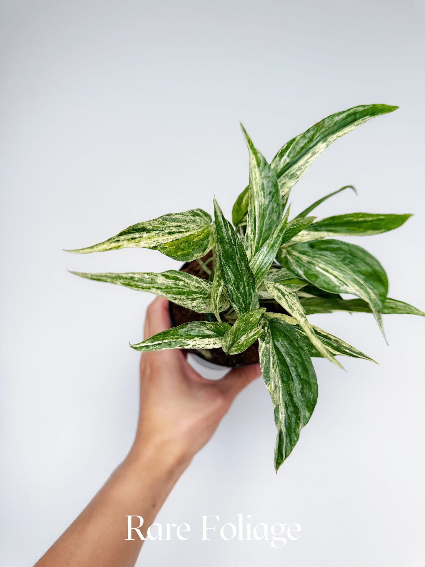 Amydrium Zippelianum Variegated 4”
