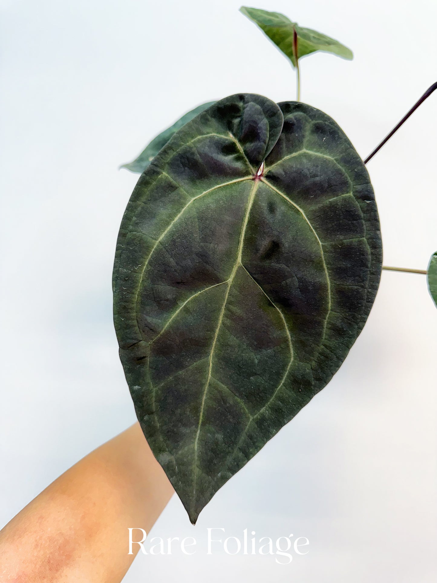Anthurium Tezula AOS Dark Form x (Michelle x Zara) 4”