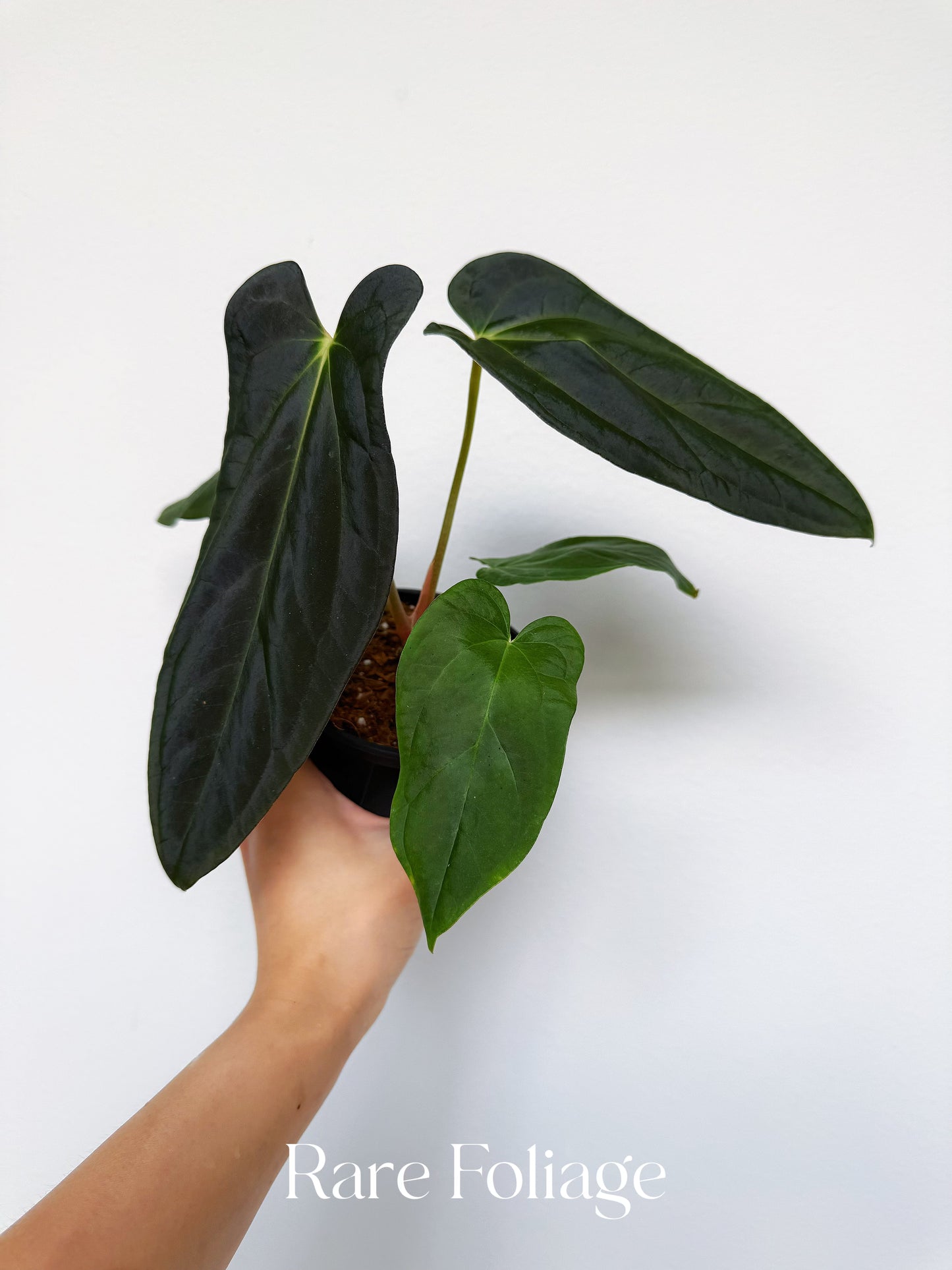 Anthurium Ace of Spades x Antolokaii x Portillae 4"