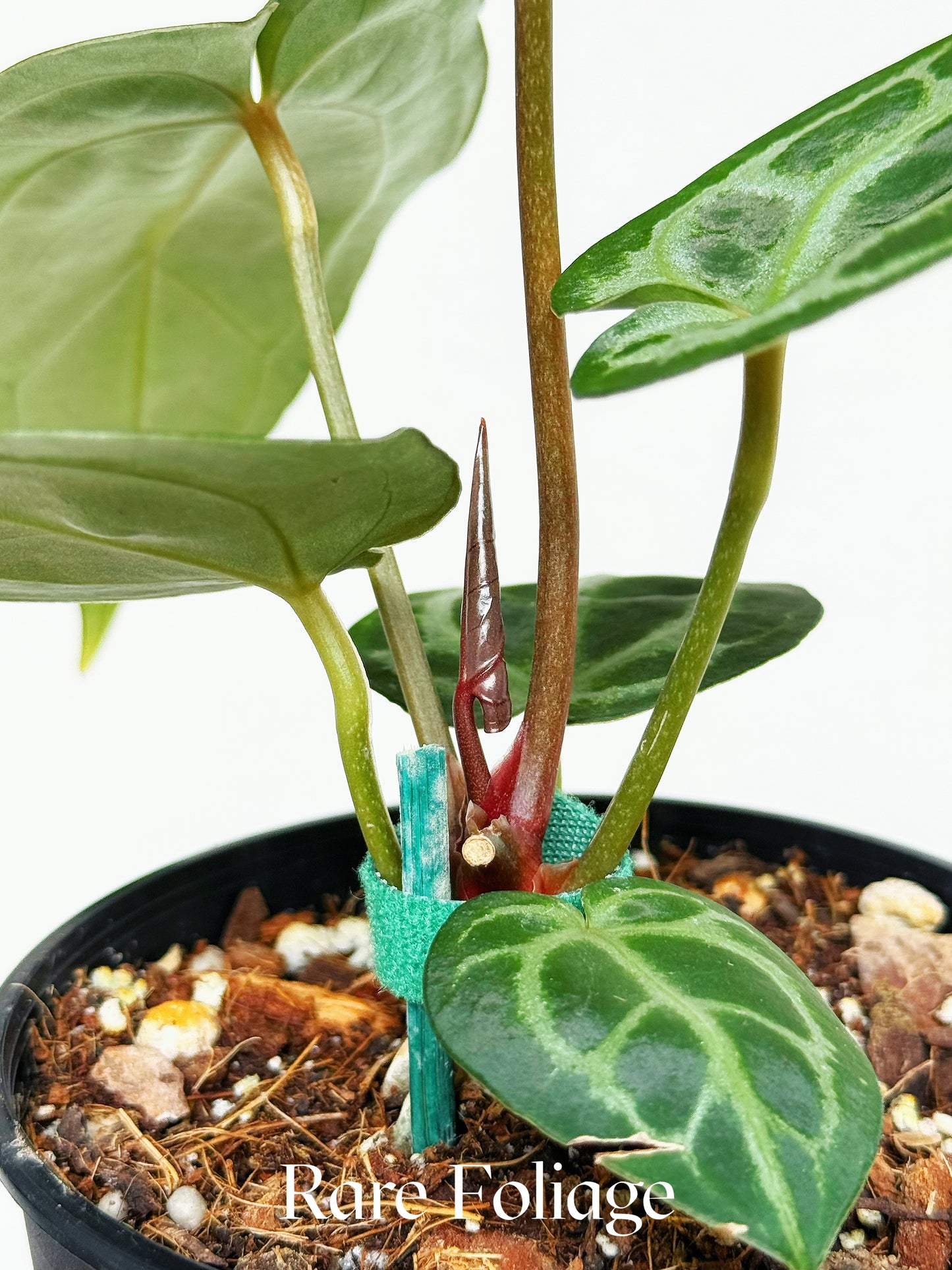 Anthurium Angela x Black Widow 4"