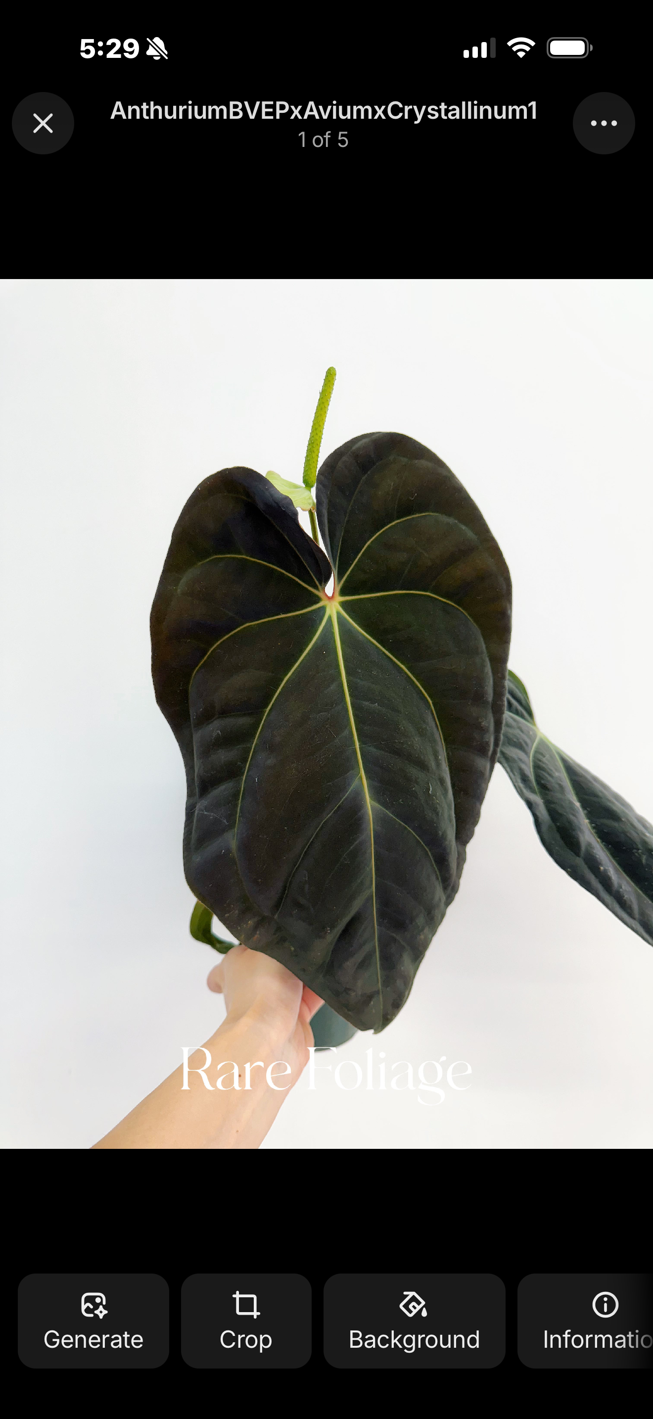 Anthurium Antolokaii BVEP x Avium Crystallinum (Tezula) 4”