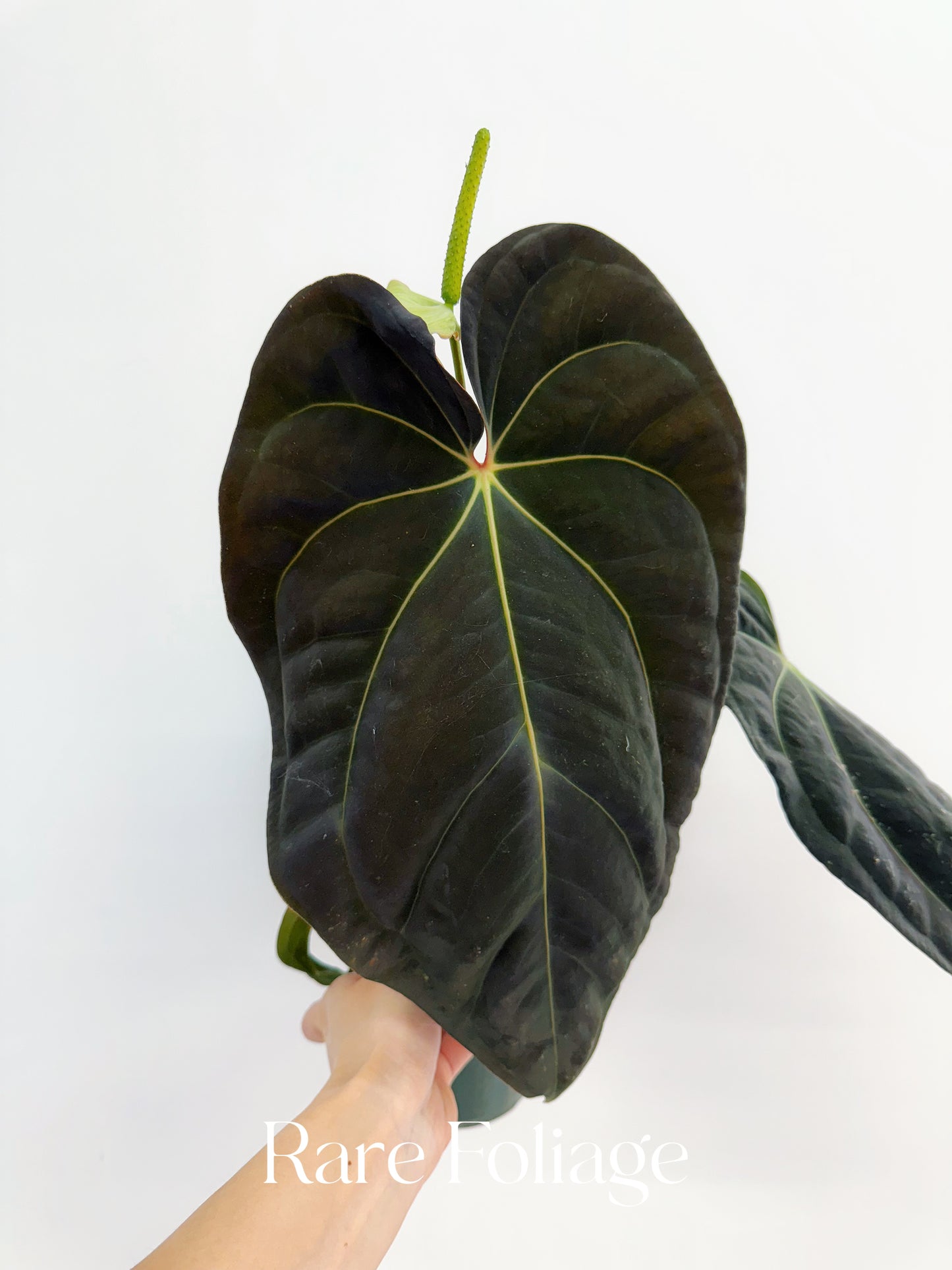 Anthurium Antolokaii BVEP x Avium Crystallinum (Tezula) 6” Exact Plant
