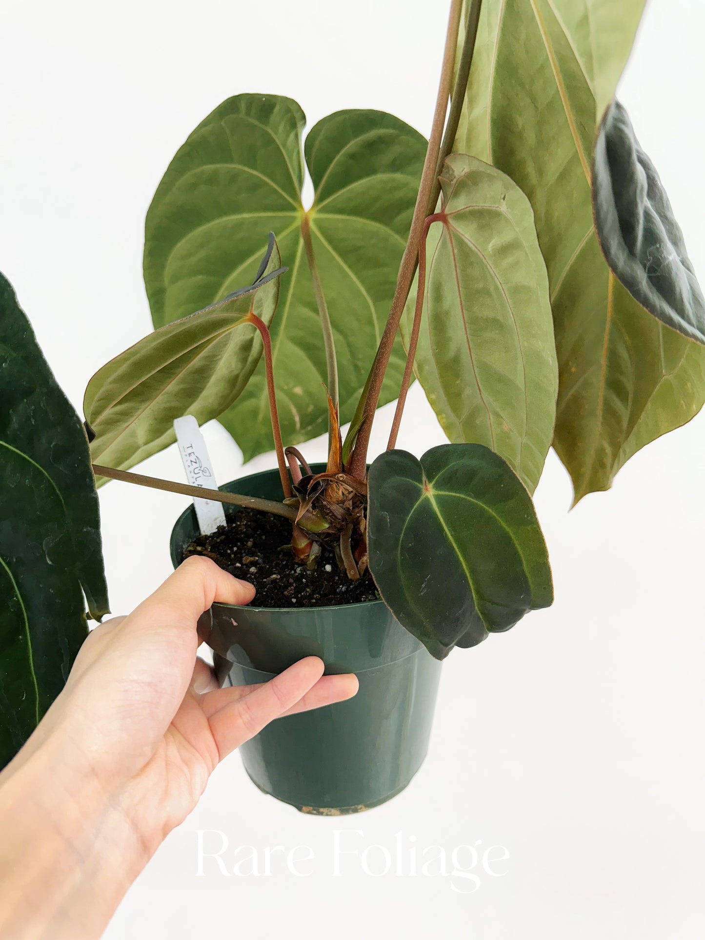 Anthurium Antolokaii BVEP x Avium Crystallinum (Tezula) 6” Exact Plant