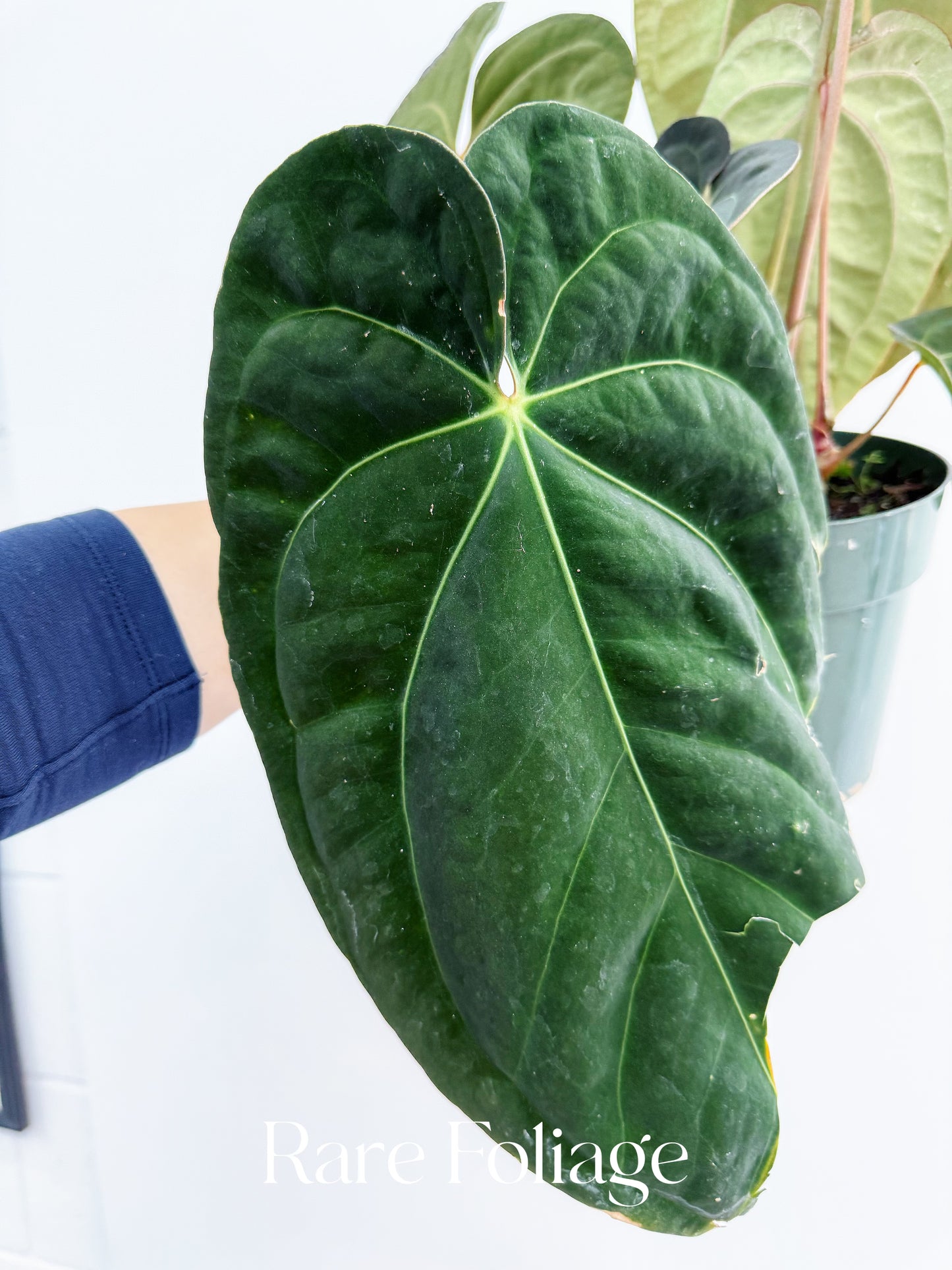 Anthurium Antolokaii BVEP x Avium Crystallinum (Tezula) 6” Exact Plant