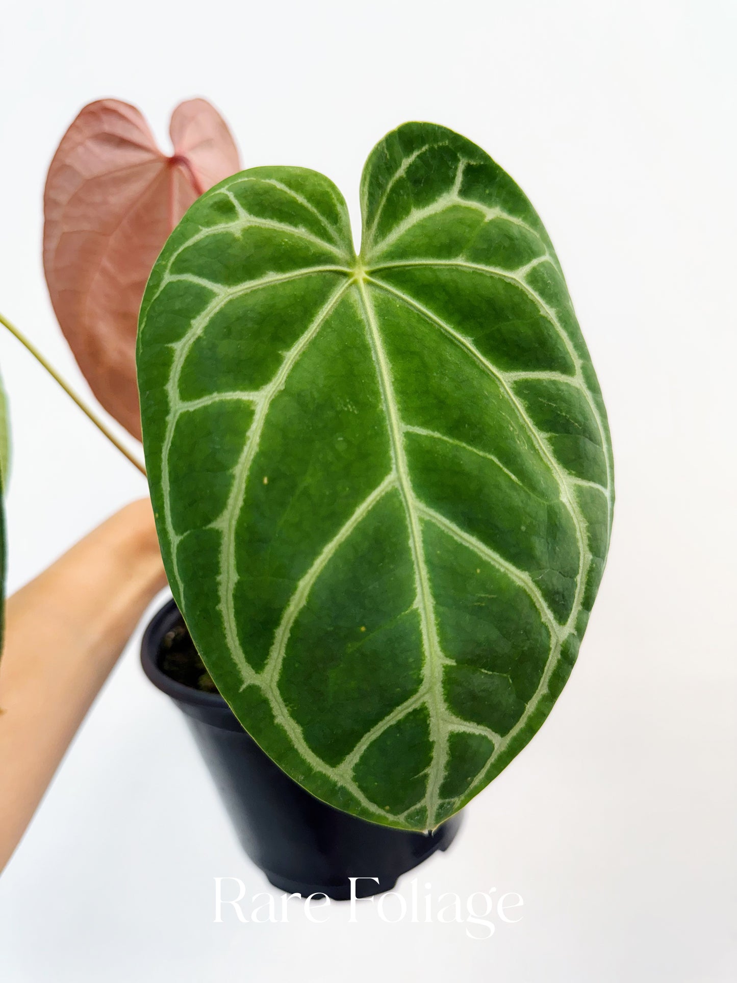 Anthurium Besseae Hybrid 6"