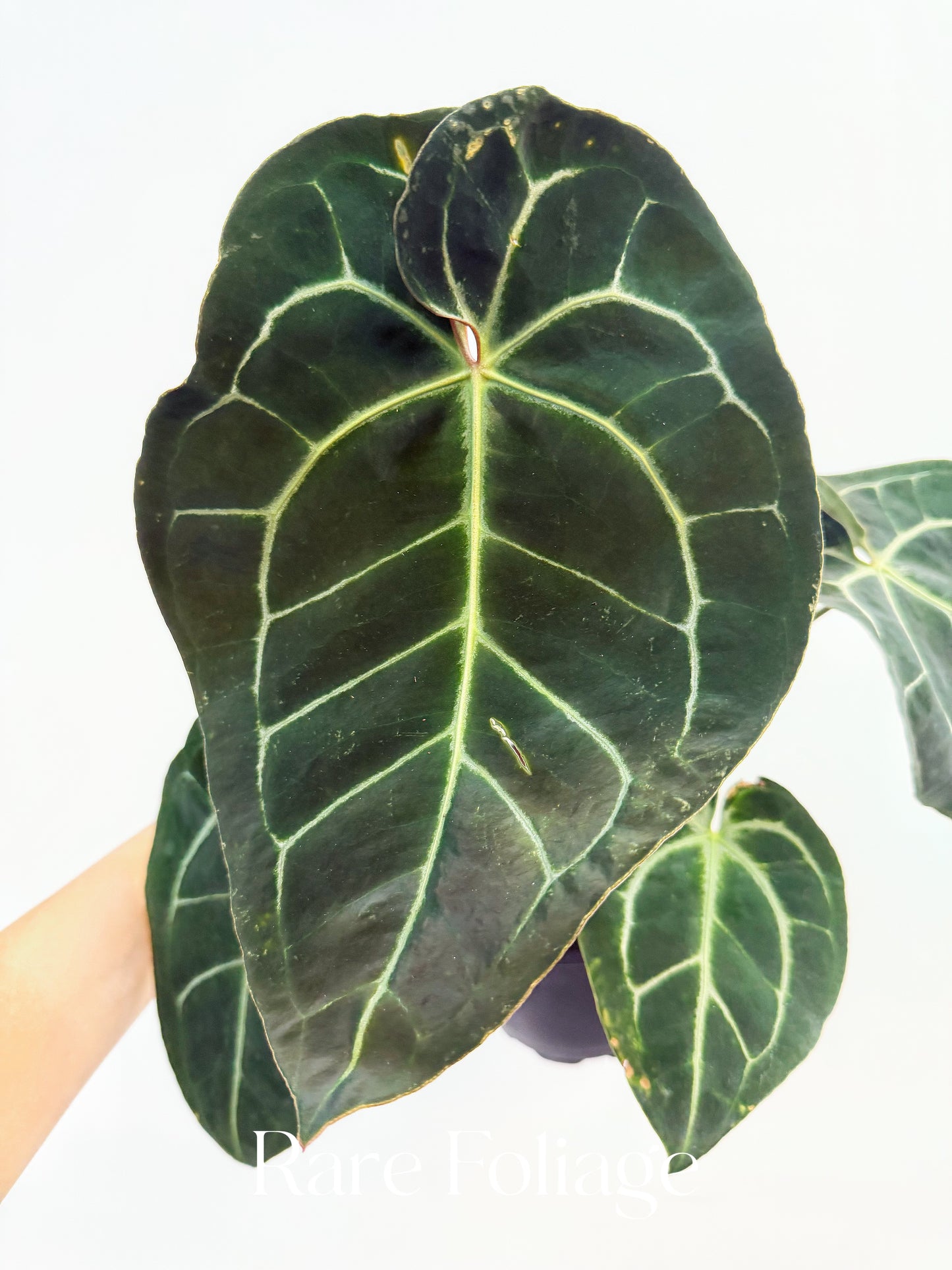 Anthurium Besseae x (Red Crystal x KOS) 4"
