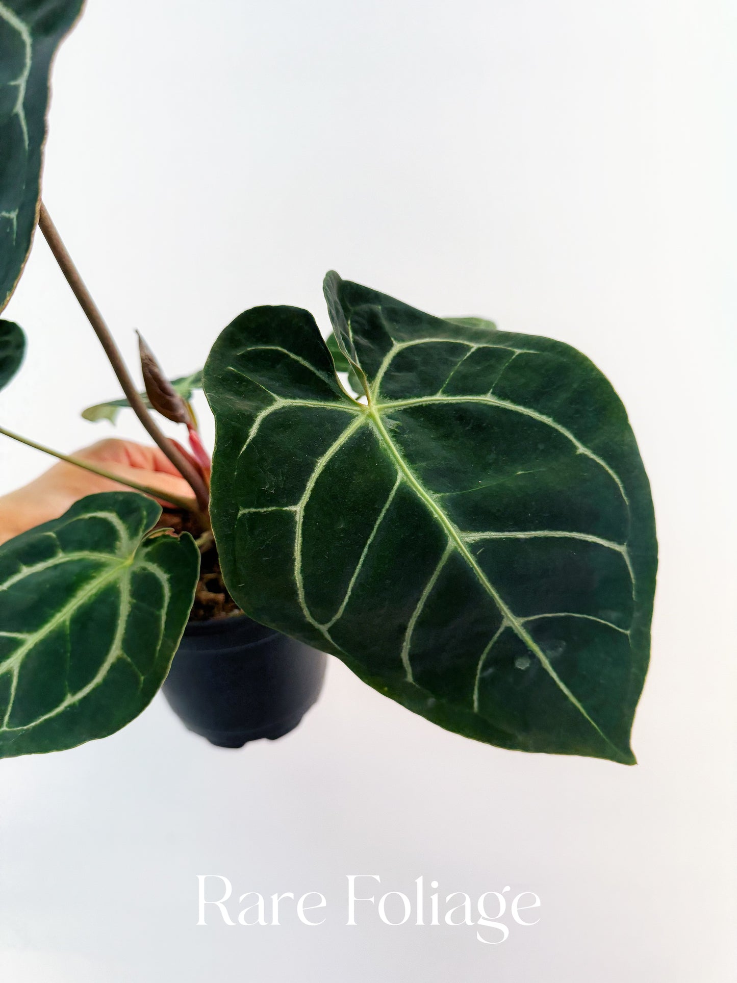 Anthurium Besseae x (Red Crystal x KOS) 4"