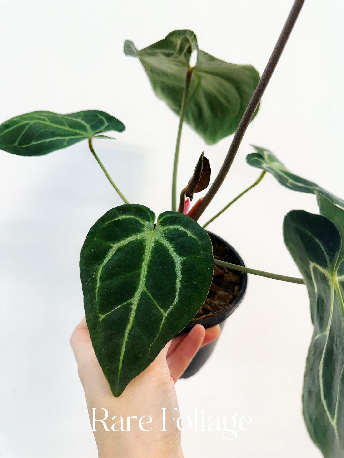 Anthurium Besseae x (Red Crystal x KOS) 4"