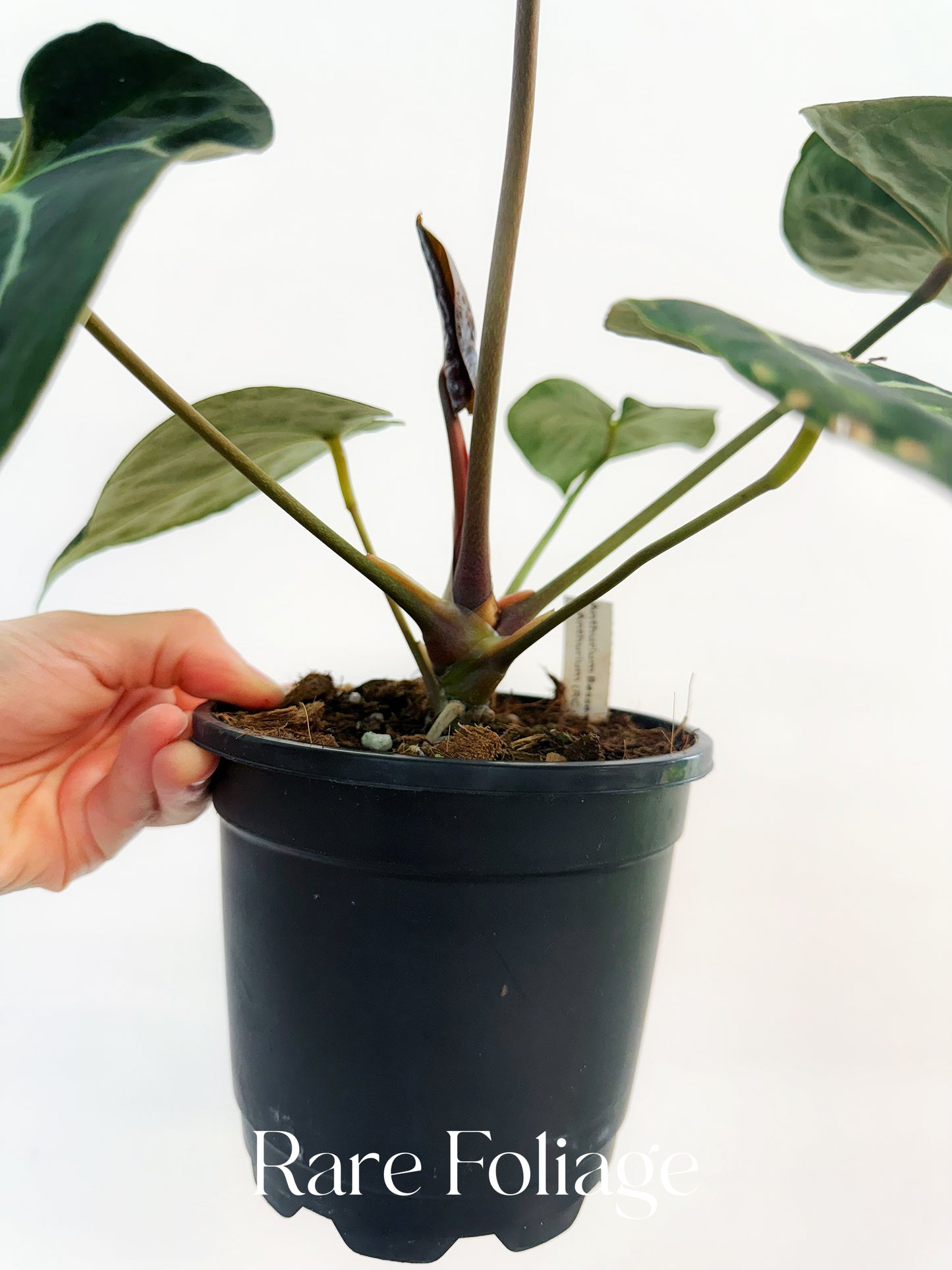 Anthurium Besseae x (Red Crystal x KOS) 4"