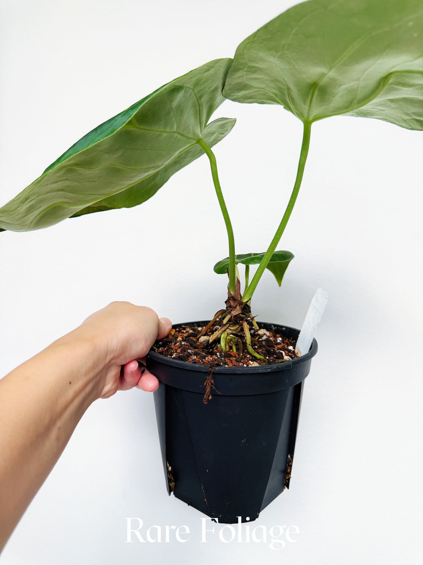 Anthurium Besseae x (RC x KOS)6“