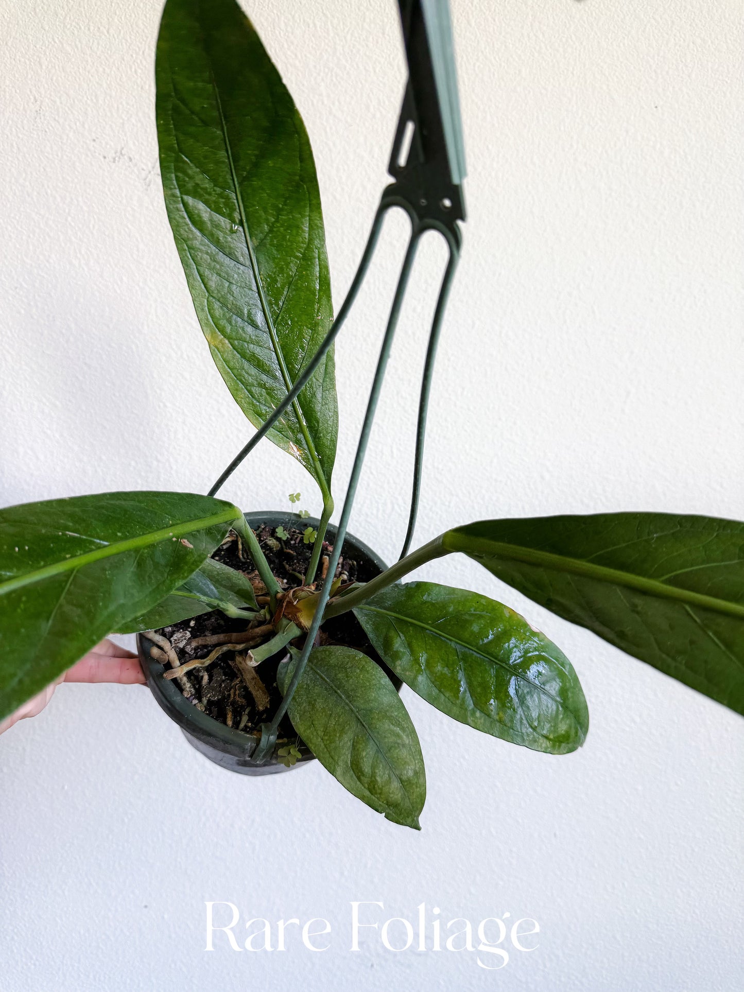 Anthurium SKG Big Bill 6” Hanging Basket