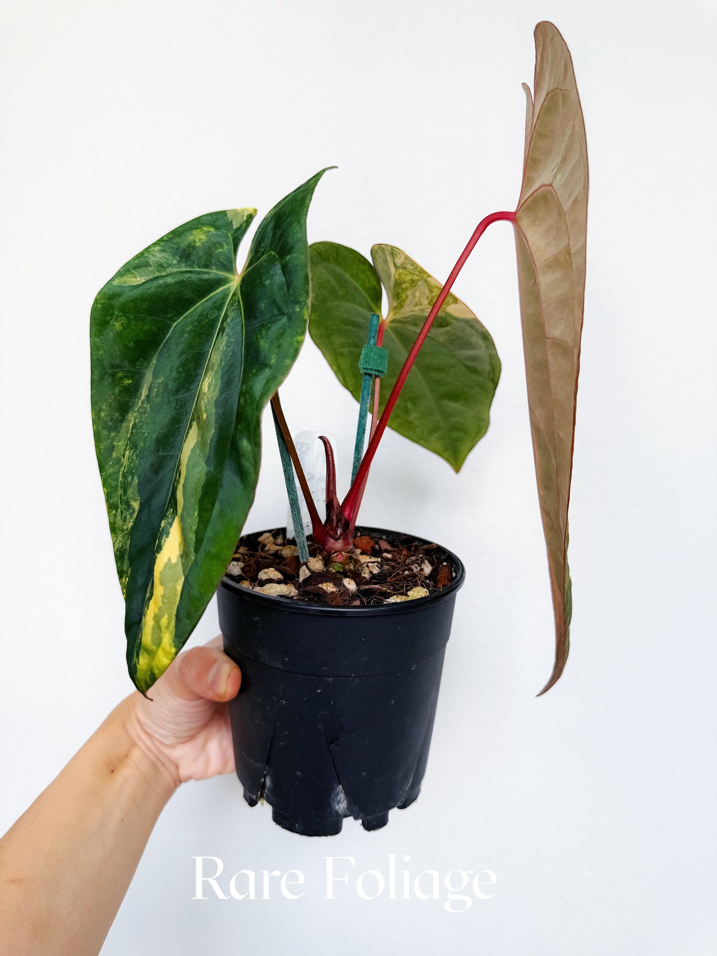 Anthurium Black Venom x Fort Sherman Variegated 4” Exact Plant