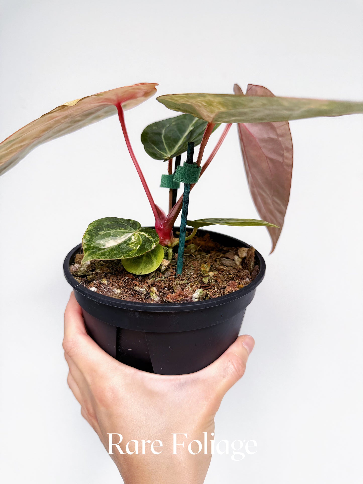 Anthurium Variegated Black Venom x Tezula Red Crystallinum 6" Exact Plant