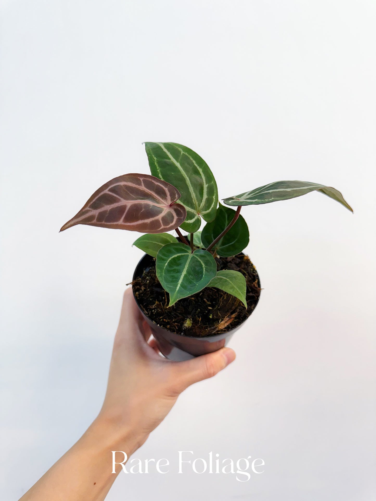 Anthurium Brielle x Zara 4"