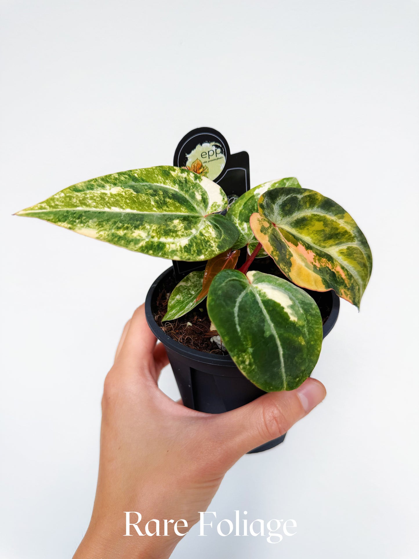 Anthurium Bumblebee x Michelle Variegated 4” Exact Plant