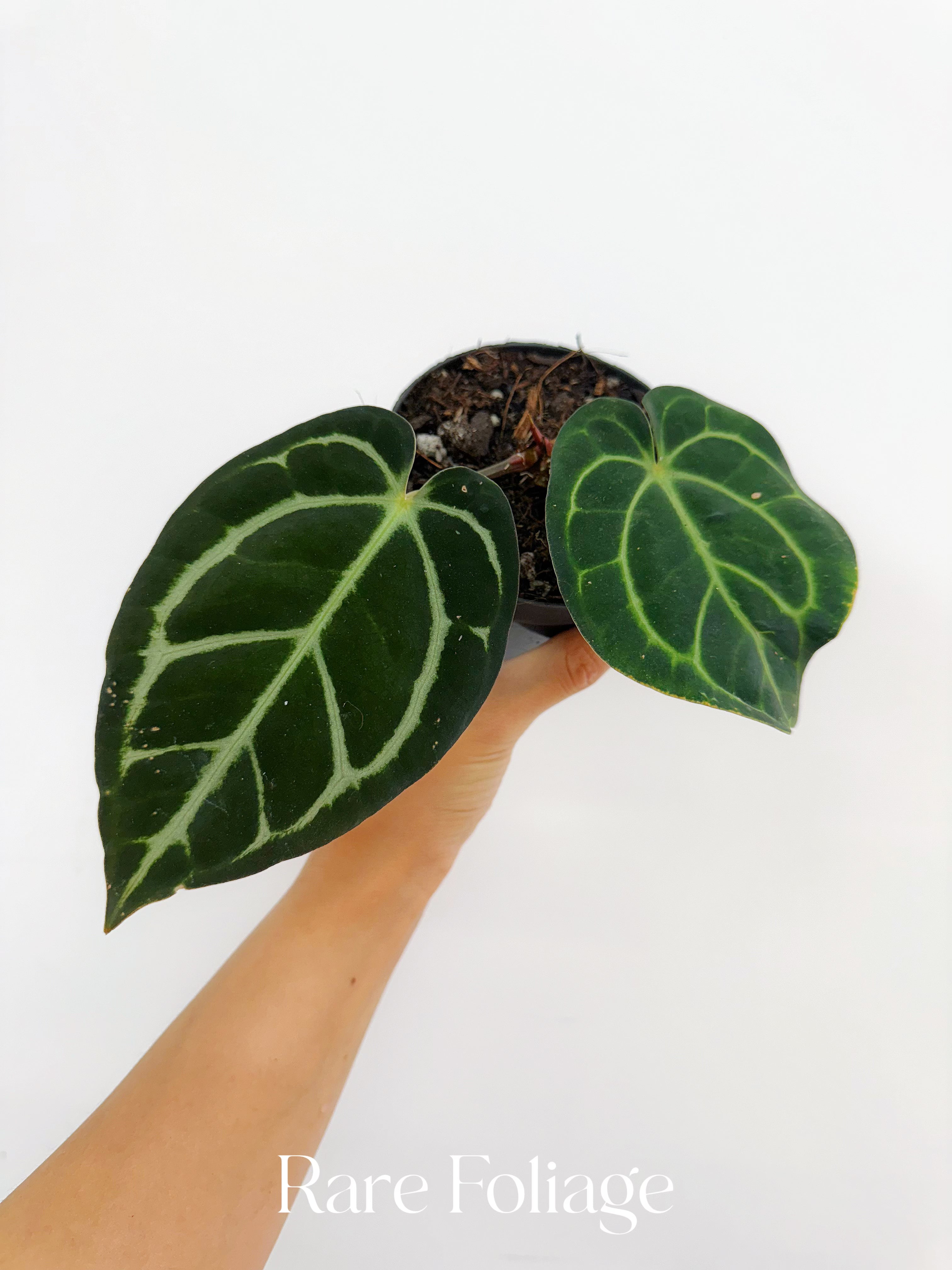 anthurium barklee Anthurium Carlablackiae 4” – Rare Foliage Plant Co