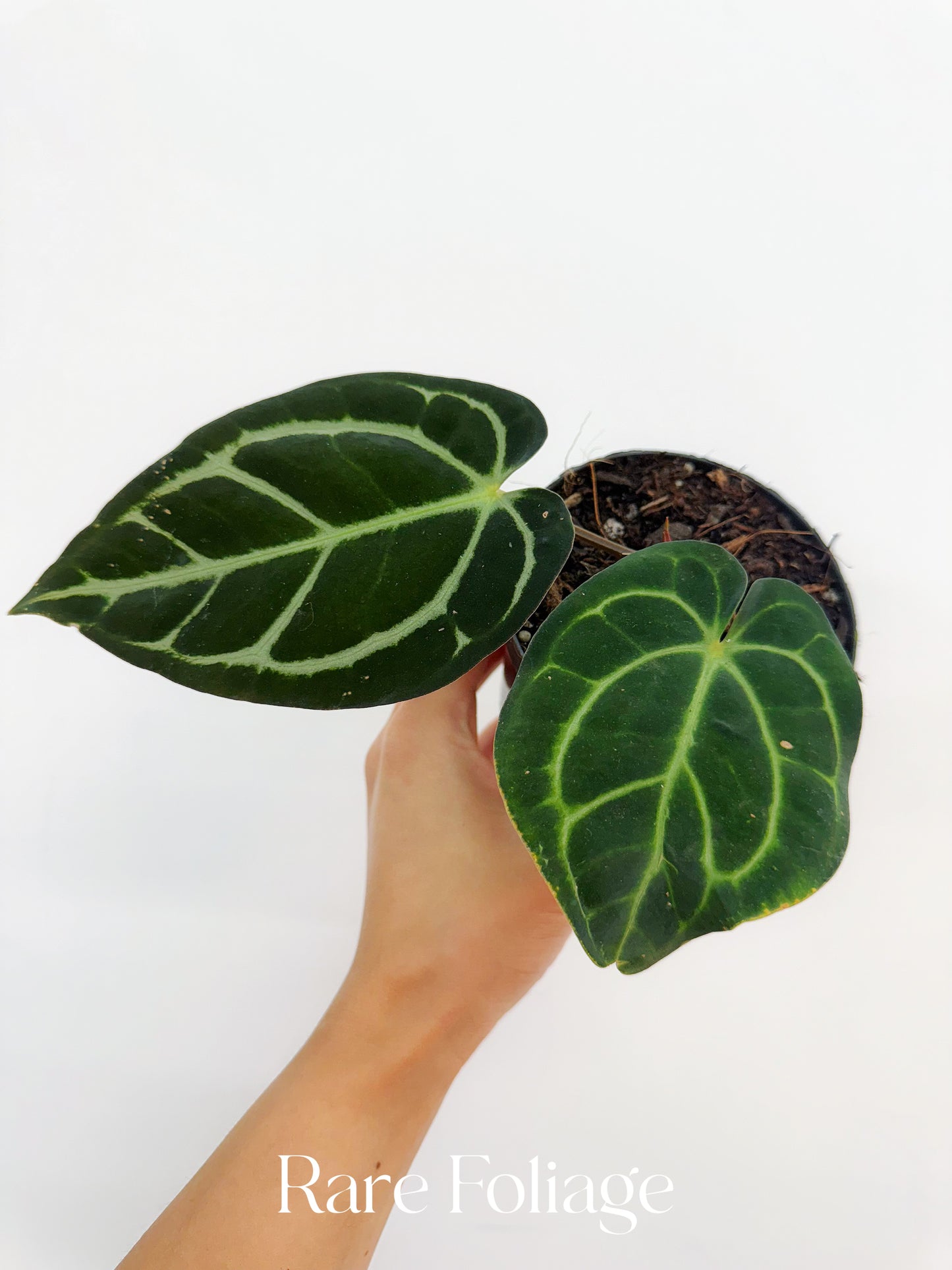 Anthurium Carlablackiae 4” Exact Plant