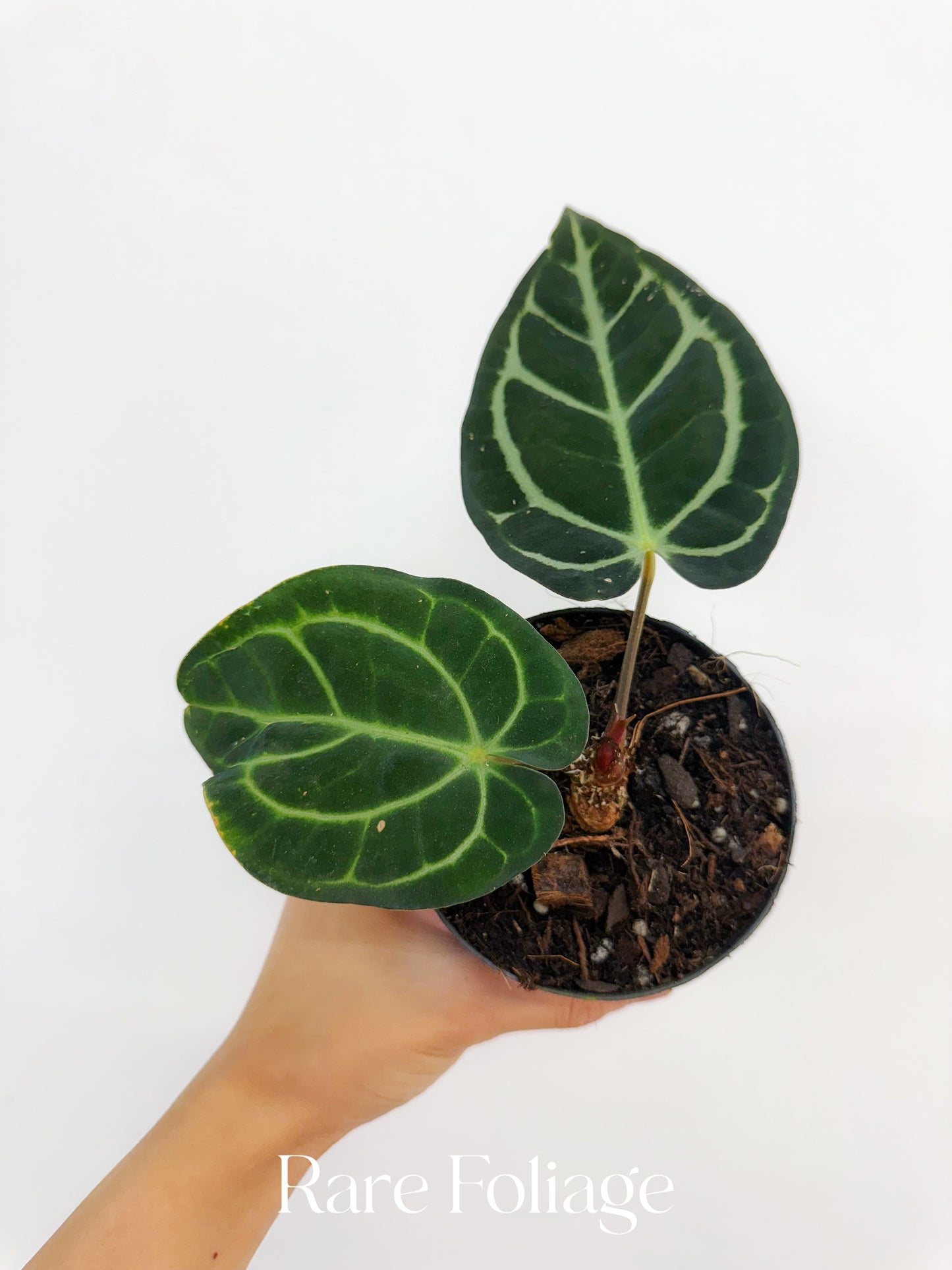 Anthurium Carlablackiae 4” Exact Plant