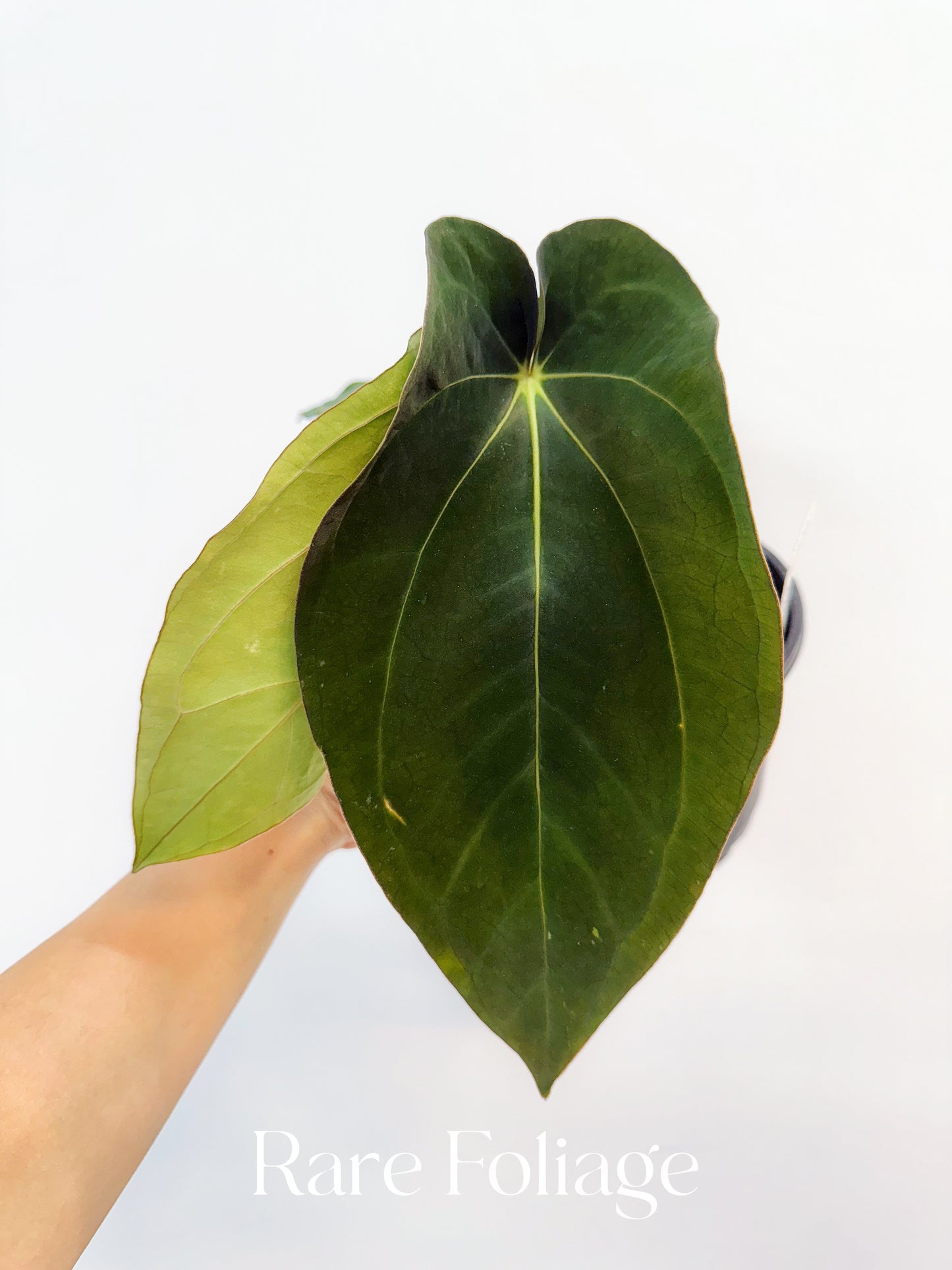 Anthurium Carlablackiae Scott x BVEP 4"