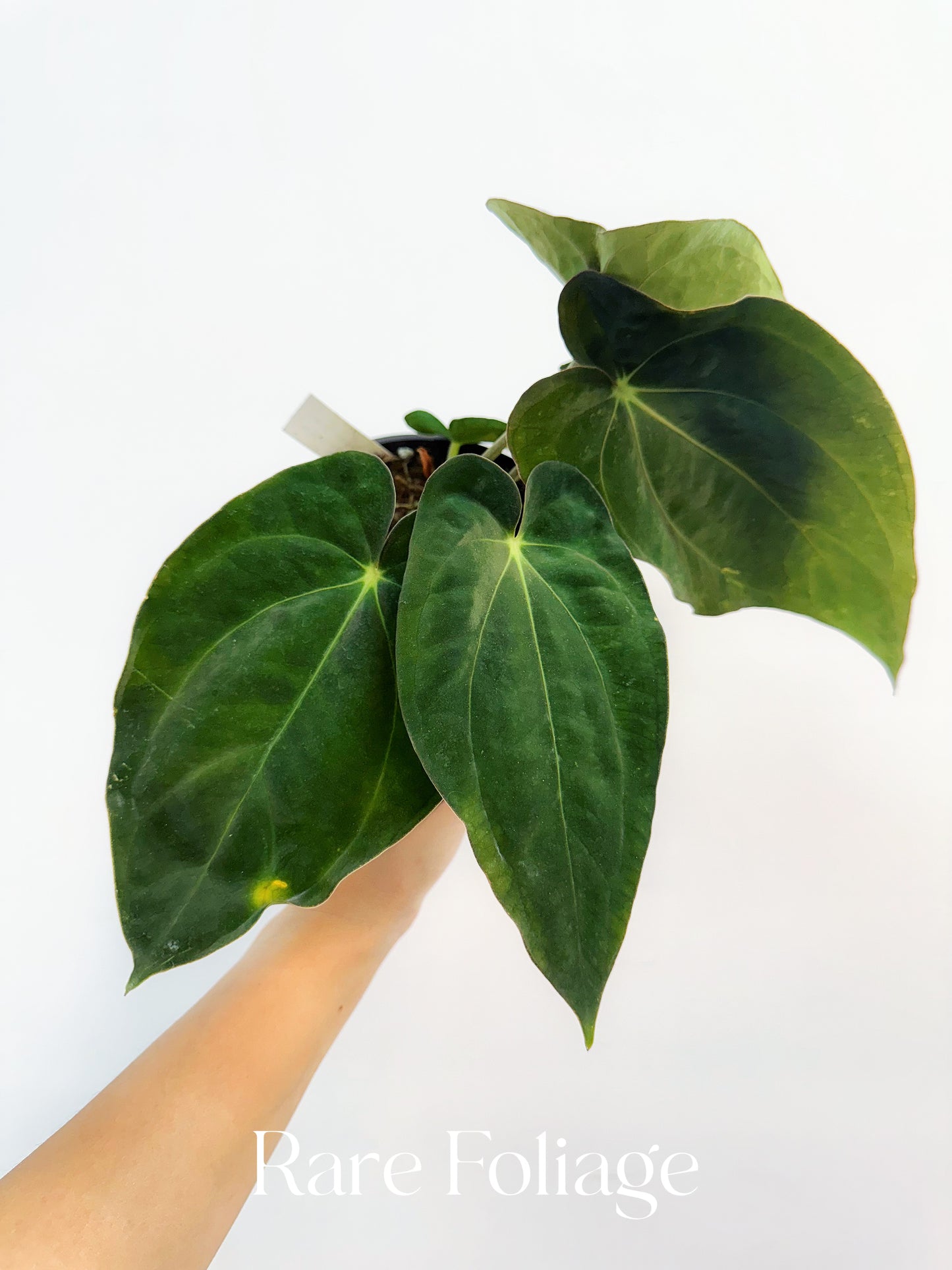 Anthurium Carlablackiae Scott x BVEP 4"