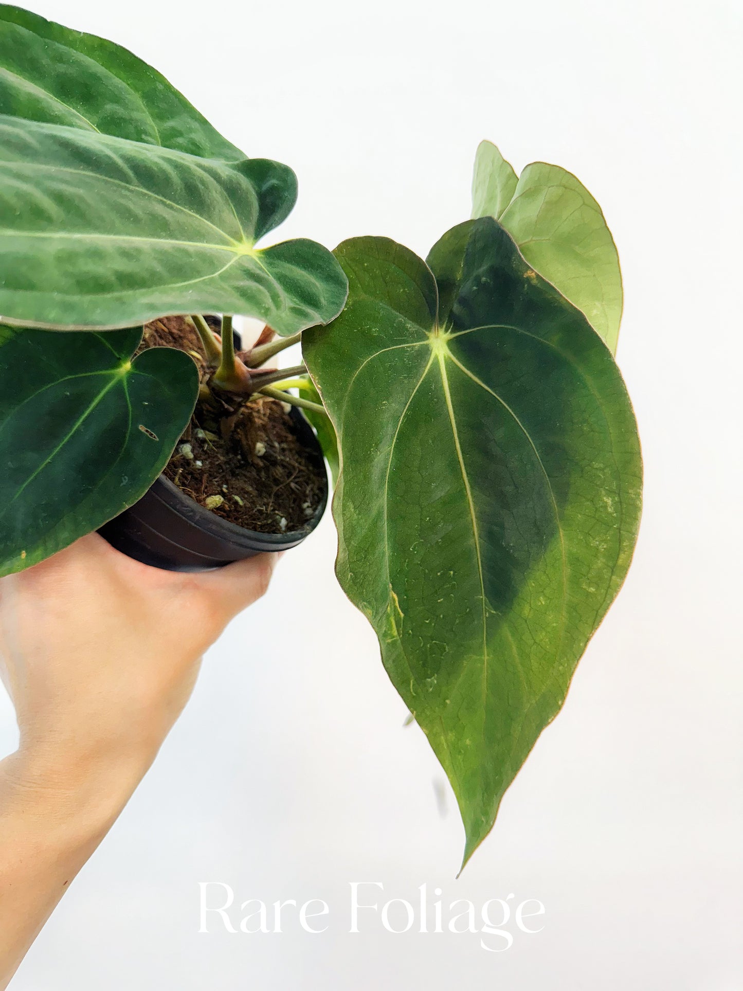 Anthurium Carlablackiae Scott x BVEP 4"