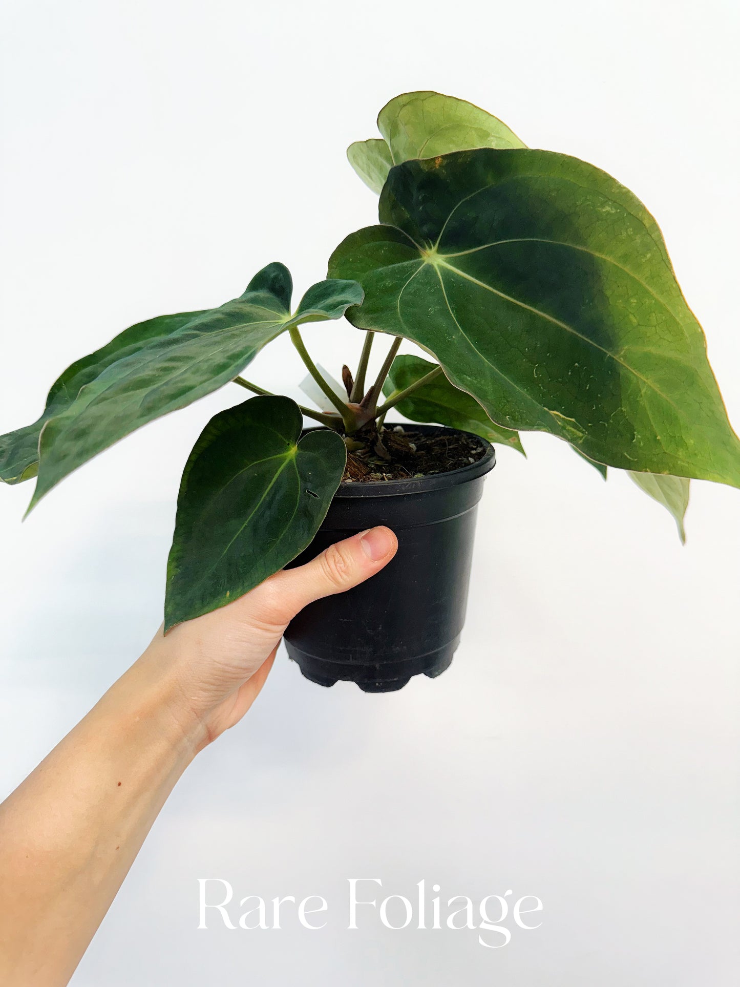 Anthurium Carlablackiae Scott x BVEP 4"