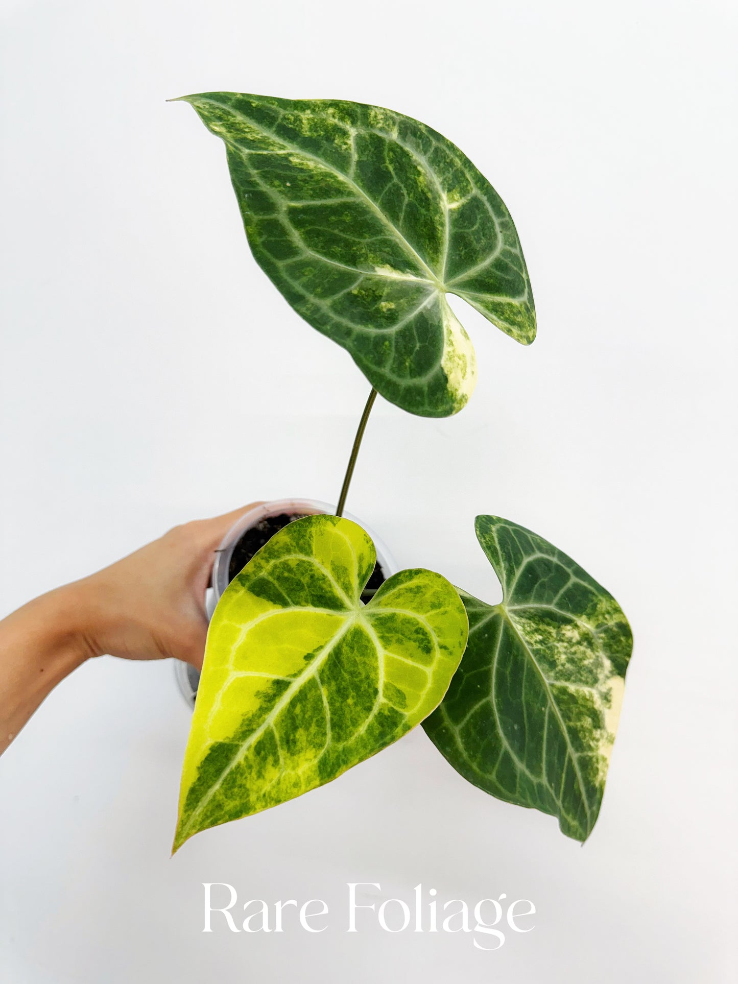 Anthurium Clarinervium Variegated 4” Exact Plant