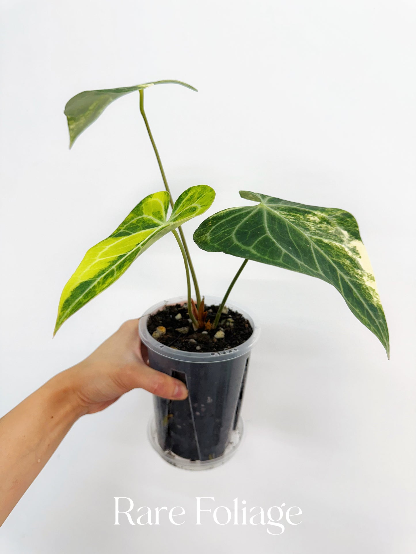 Anthurium Clarinervium Variegated 4” Exact Plant