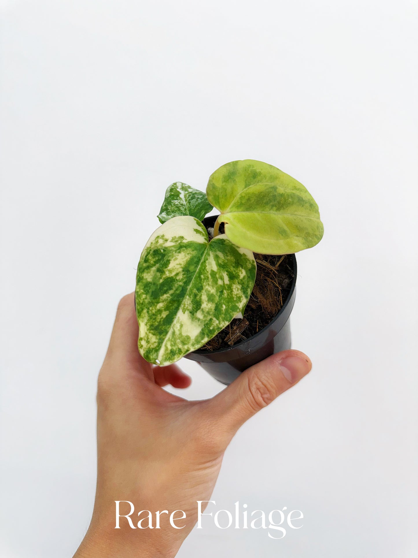 Anthurium Crystallinum Variegated x Forgetii x Velvet Mask 3” Exact Plant