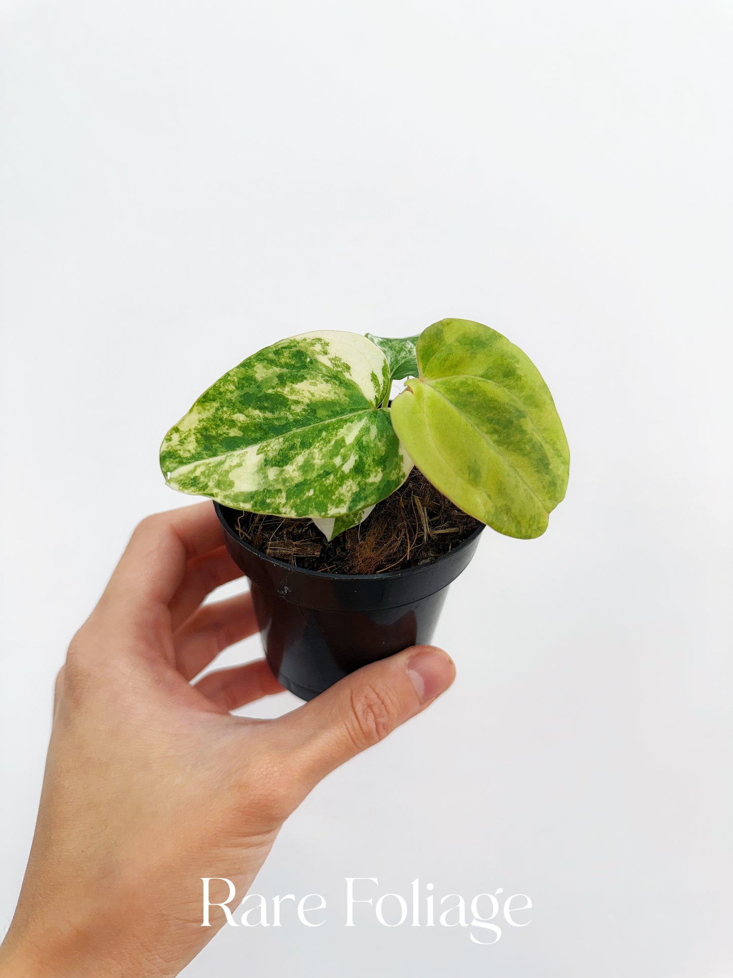 Anthurium Crystallinum Variegated x Forgetii x Velvet Mask 3” Exact Plant