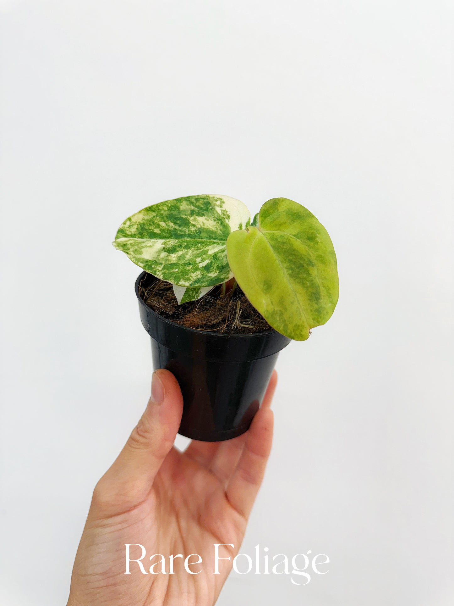 Anthurium Crystallinum Variegated x Forgetii x Velvet Mask 3” Exact Plant