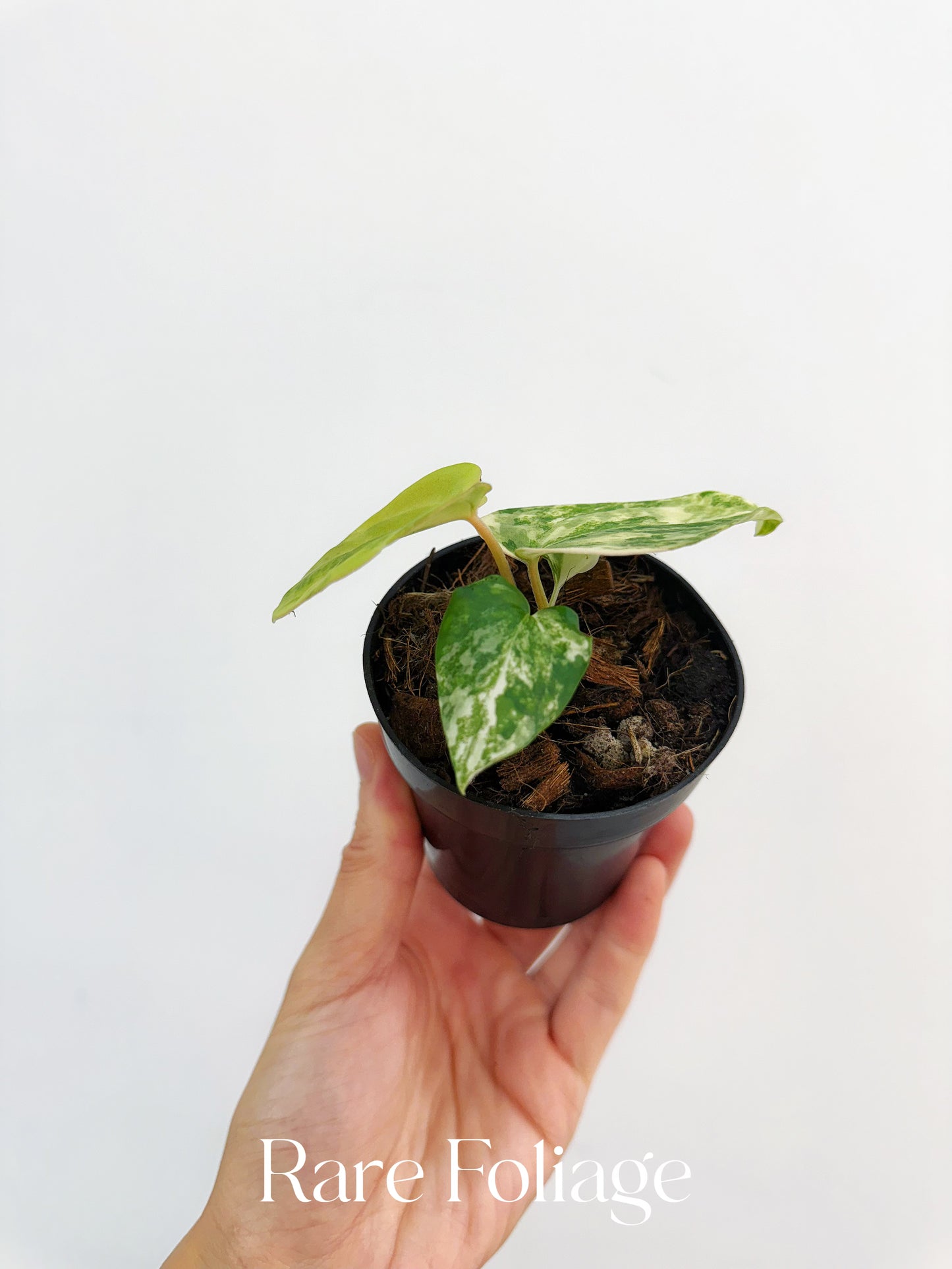 Anthurium Crystallinum Variegated x Forgetii x Velvet Mask 3” Exact Plant