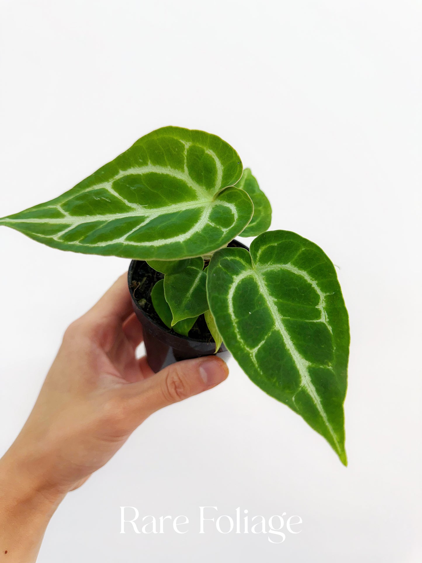 Anthurium Crystallinum x Magnificum 3”