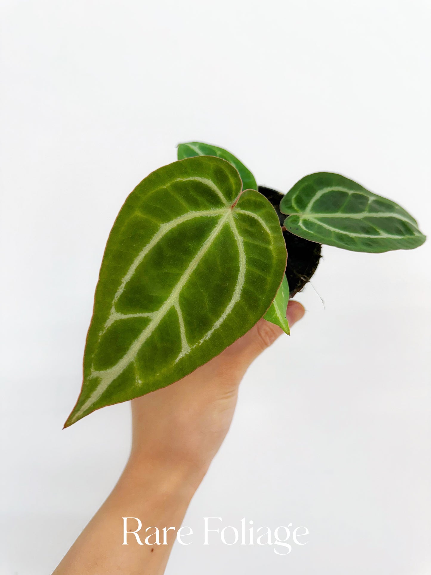 Anthurium Crystallinum x Magnificum 3”