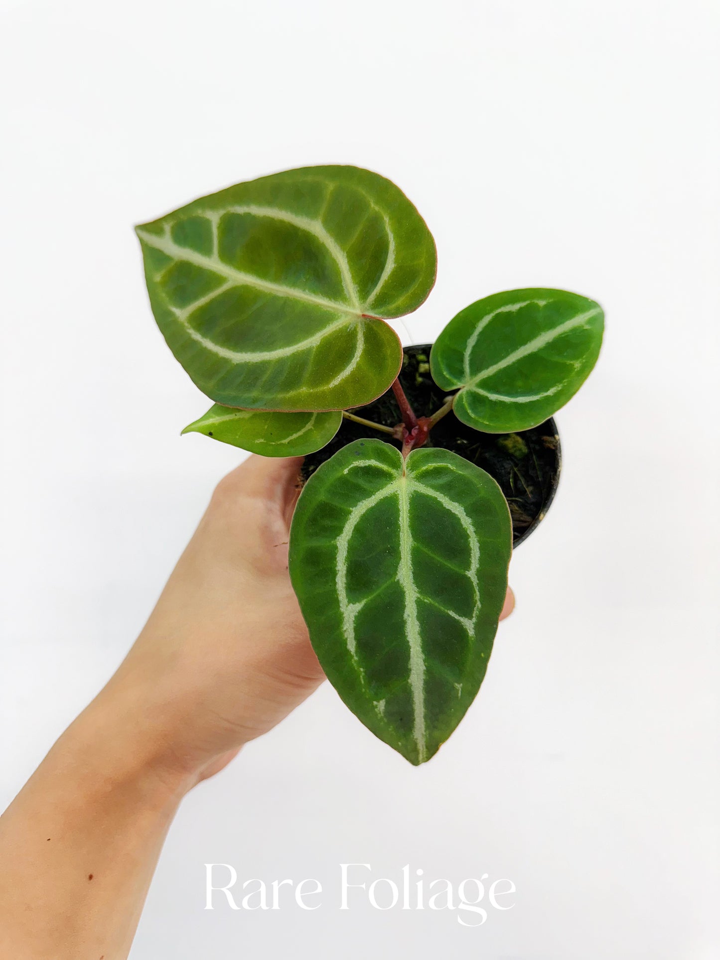 Anthurium Crystallinum x Magnificum 3”