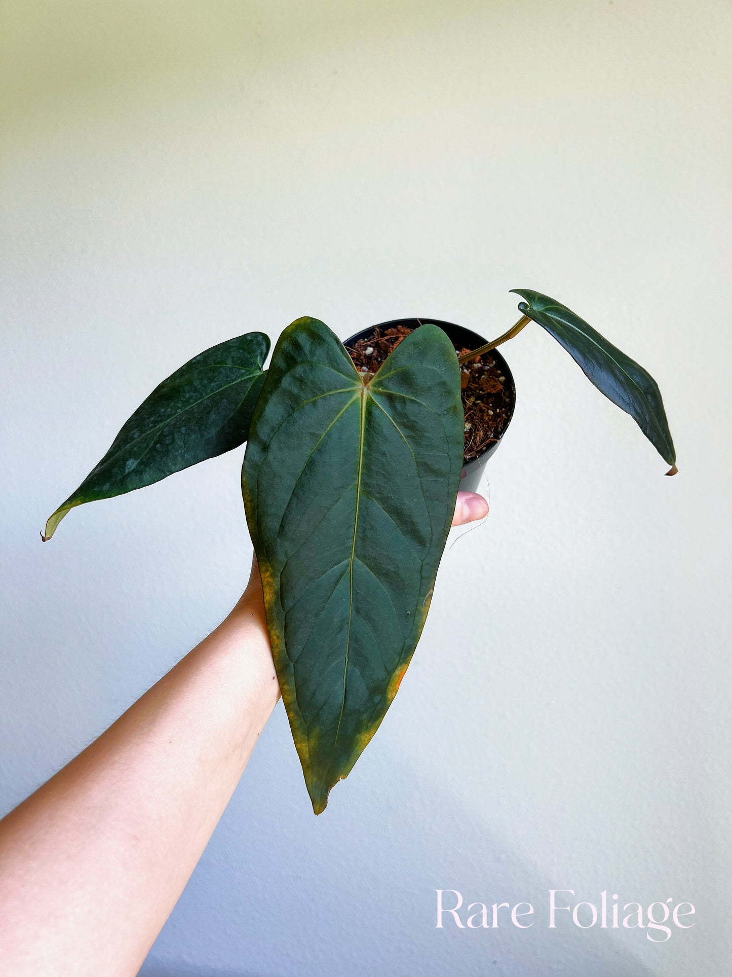 Anthurium Doc Block Dark Handsome x Red Velvet Cake 4” Exact Plant