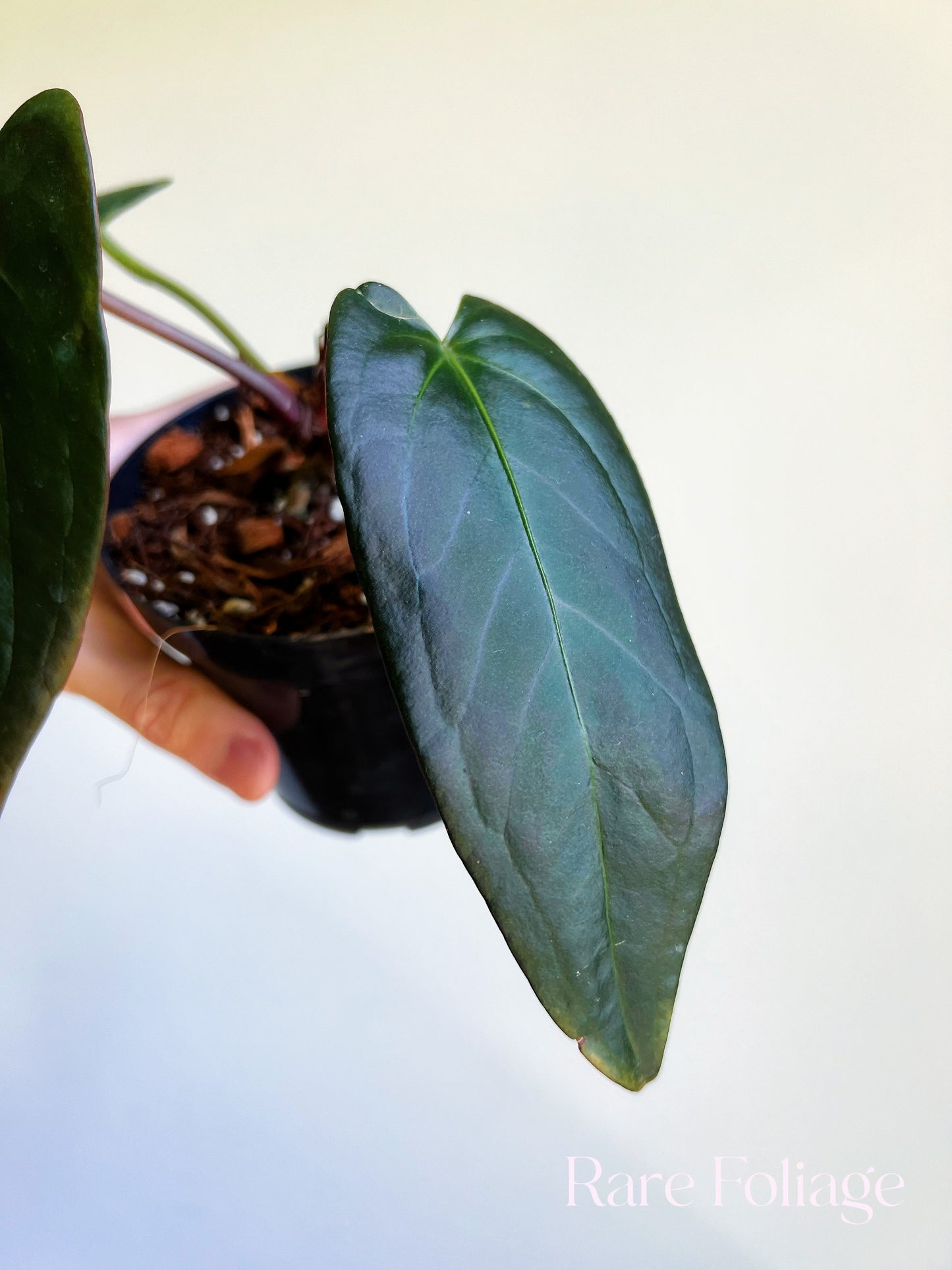 Anthurium Doc Block Dark Handsome x Red Velvet Cake 4” Exact Plant
