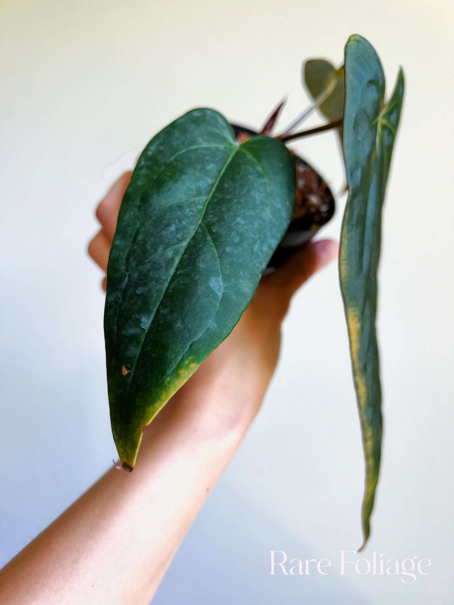 Anthurium Doc Block Dark Handsome x Red Velvet Cake 4” Exact Plant