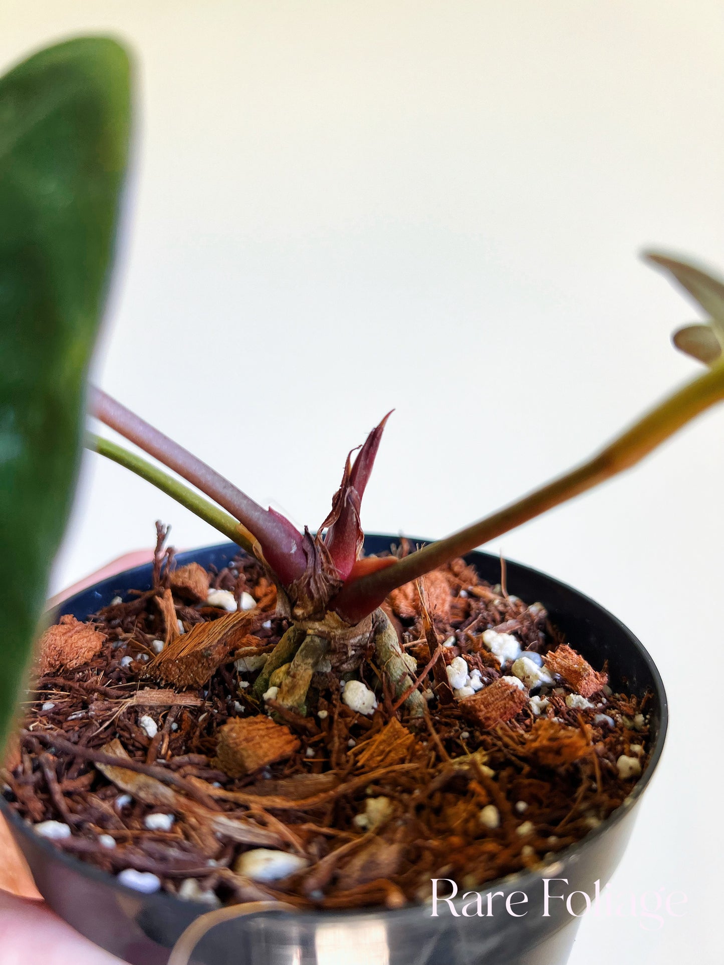 Anthurium Doc Block Dark Handsome x Red Velvet Cake 4” Exact Plant
