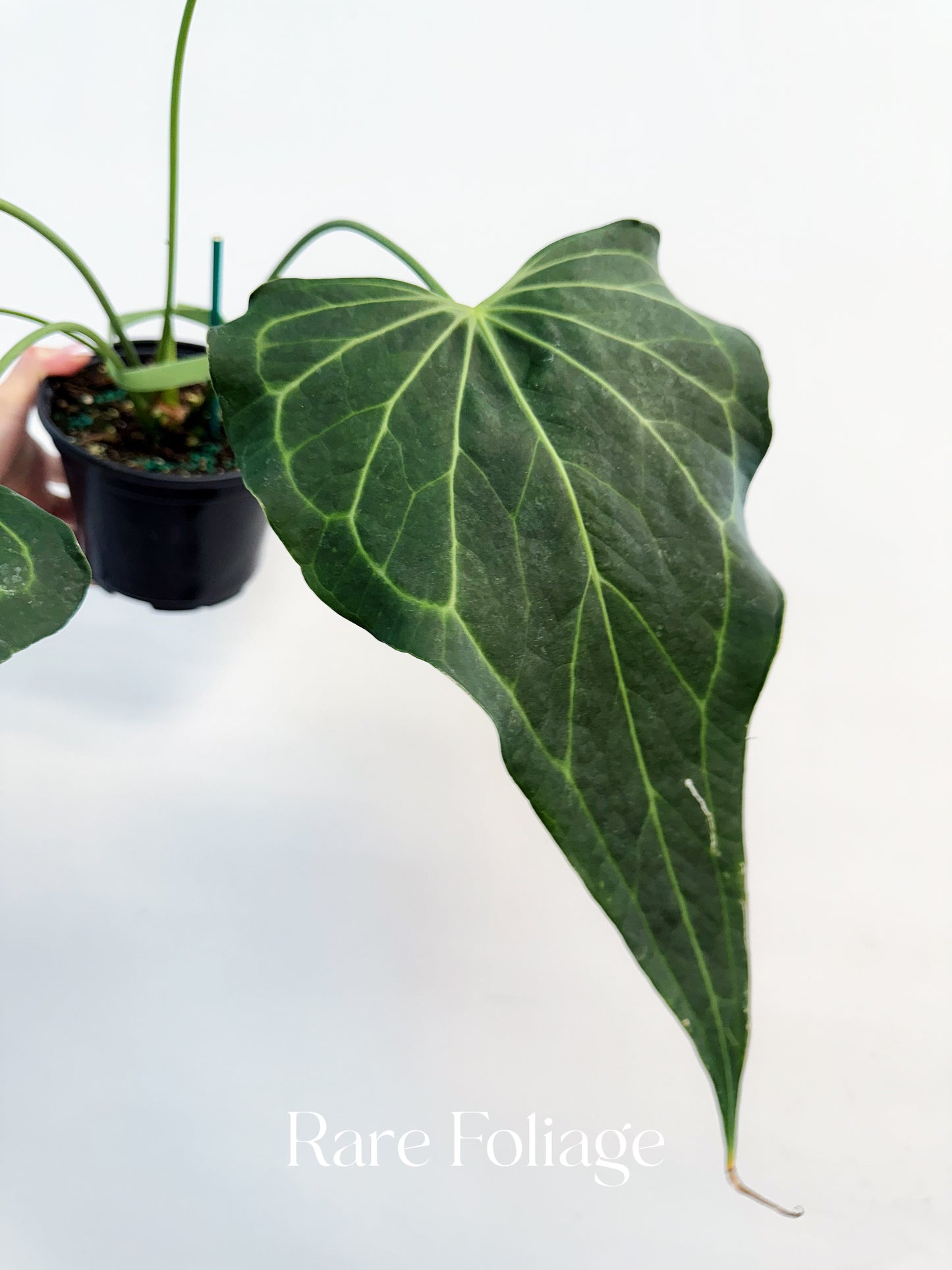 Anthurium Delta Force 6”