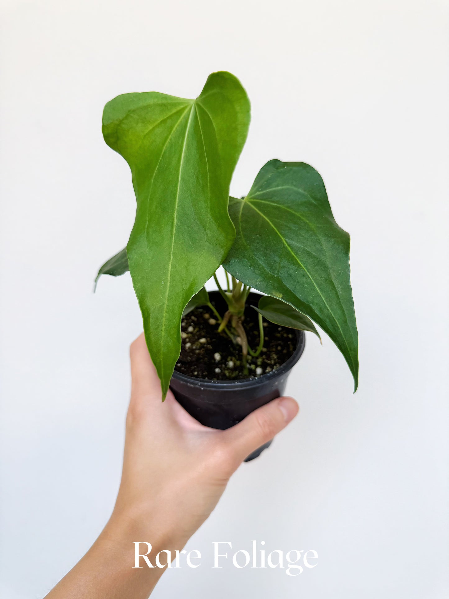 Anthurium Delta Force 4"