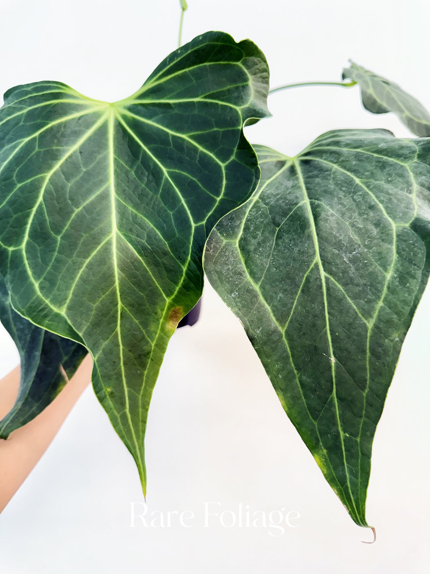 Anthurium Delta Force 6”