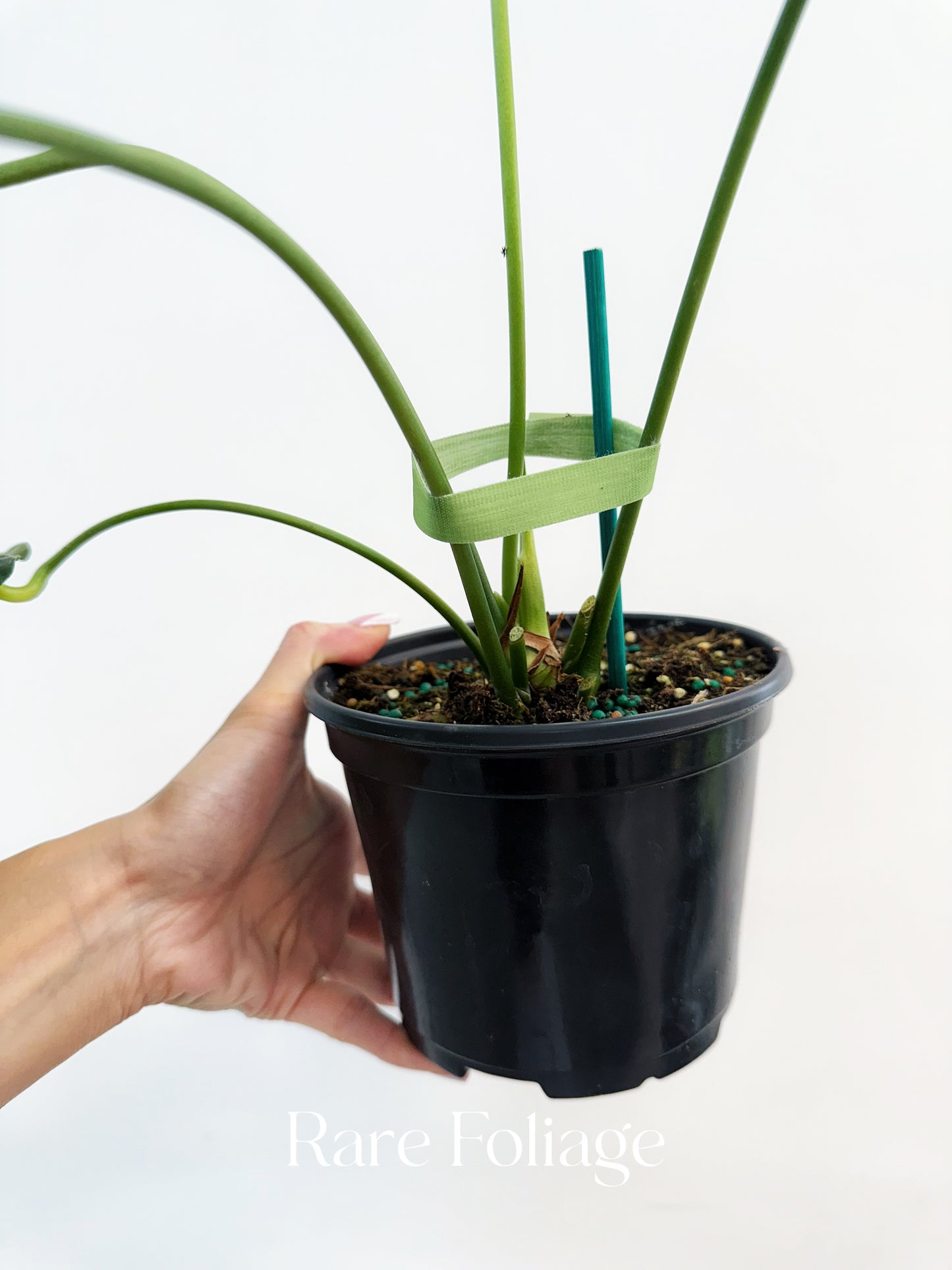 Anthurium Delta Force 6”