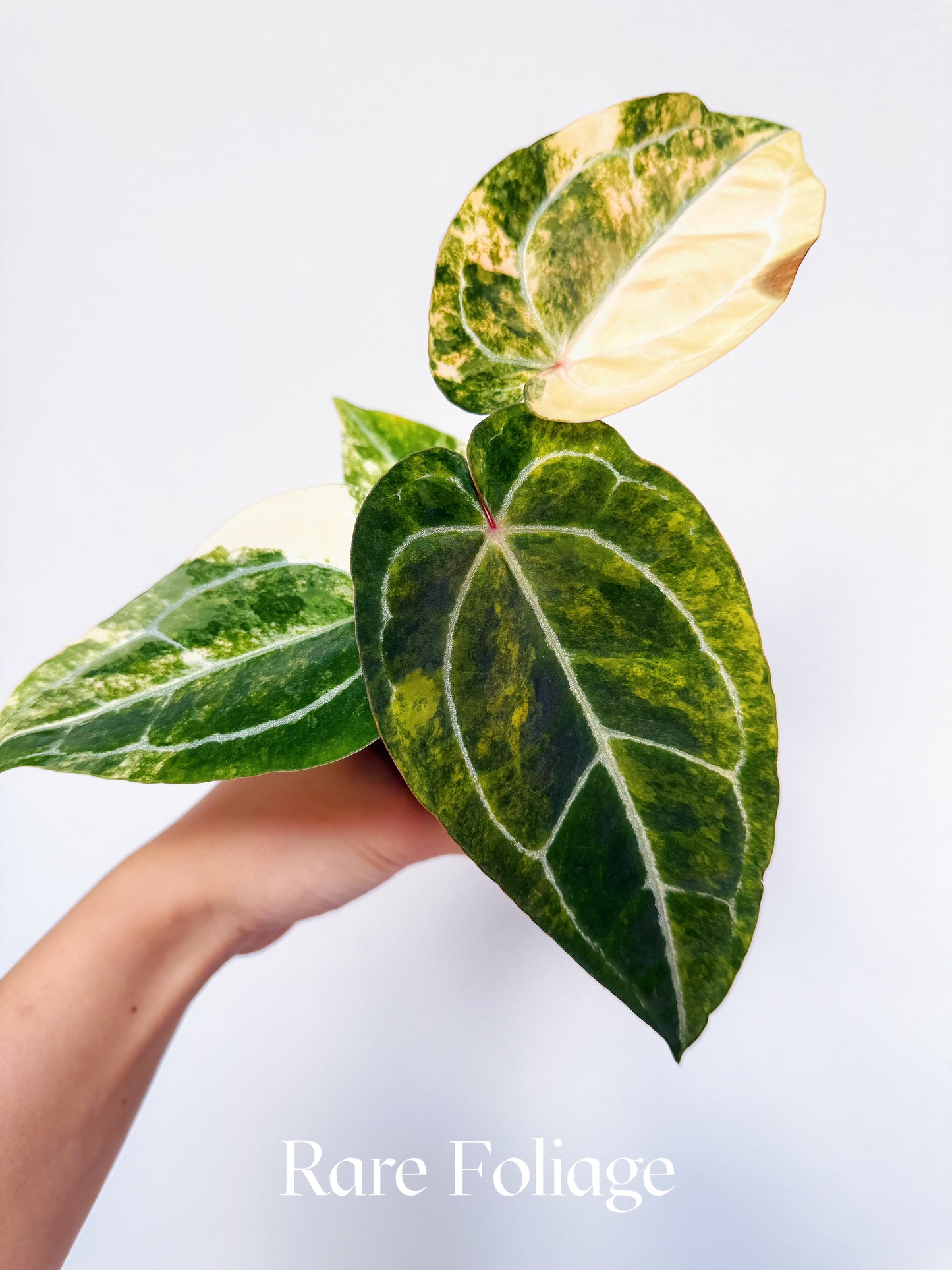 Anthurium Diamond Flare 3" Exact Plant