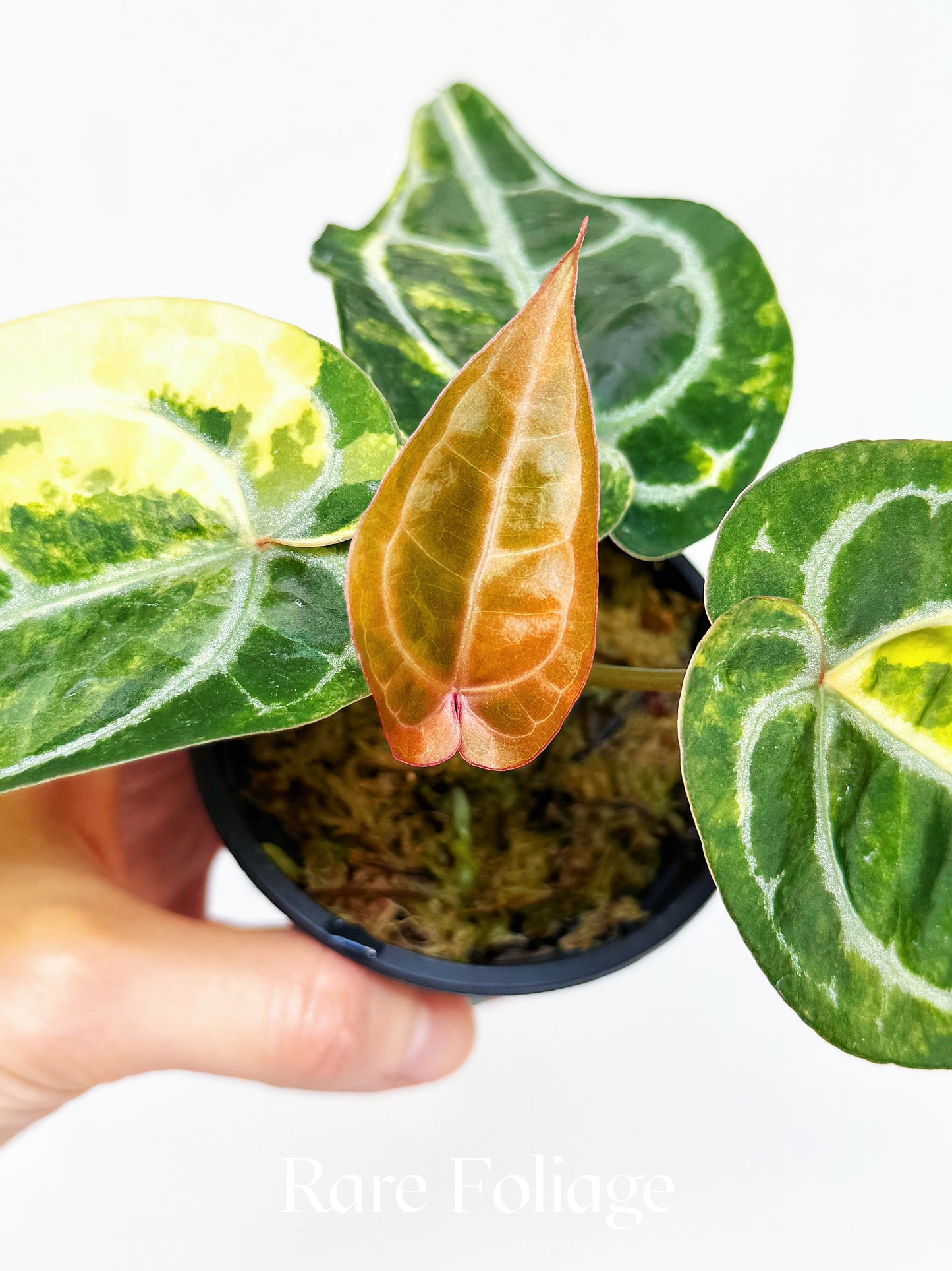 Anthurium Diamond Flare 3" Exact Plant